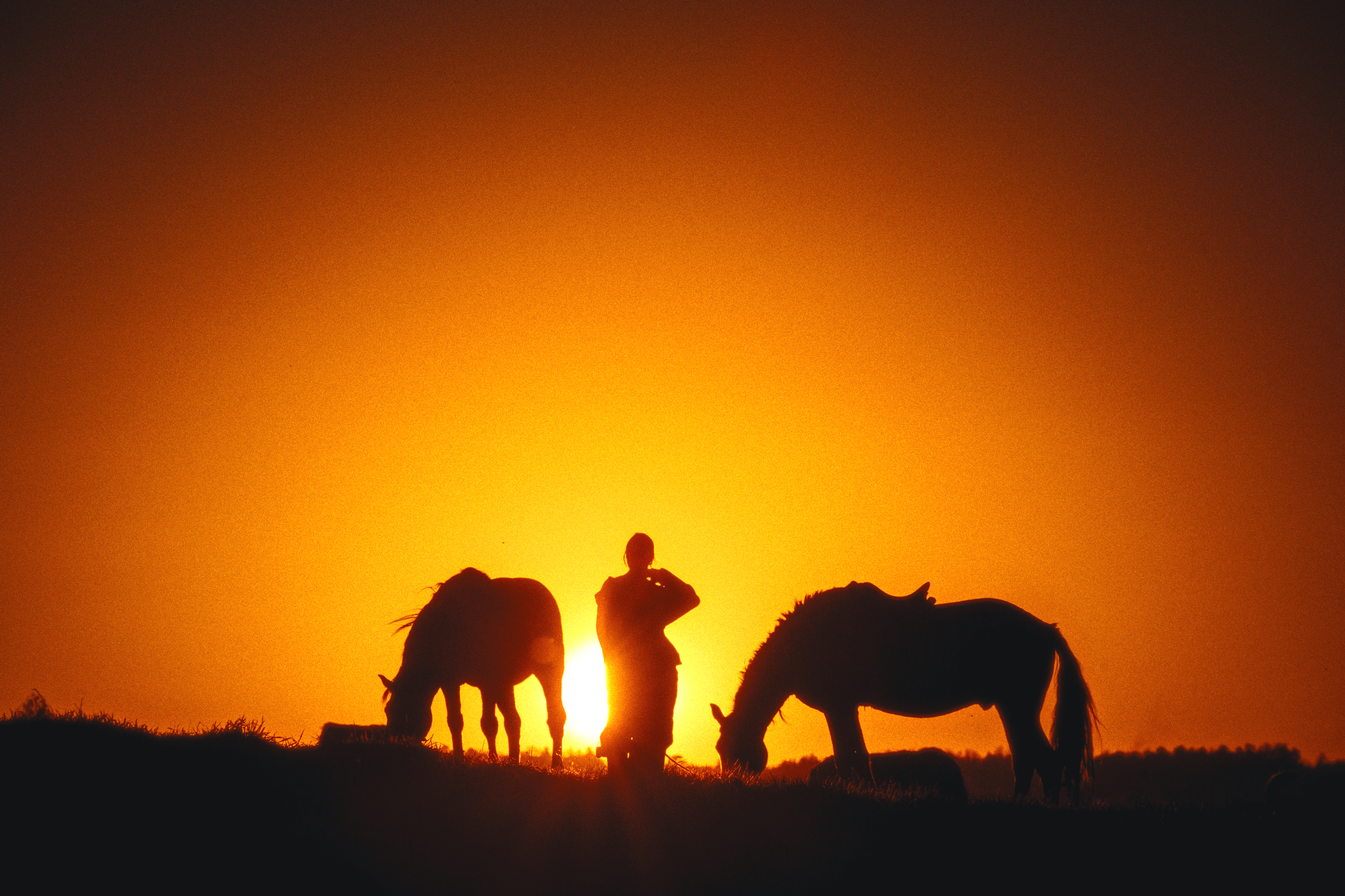 кони, лошадь, закат, силуэт, Виктор Гагарин
