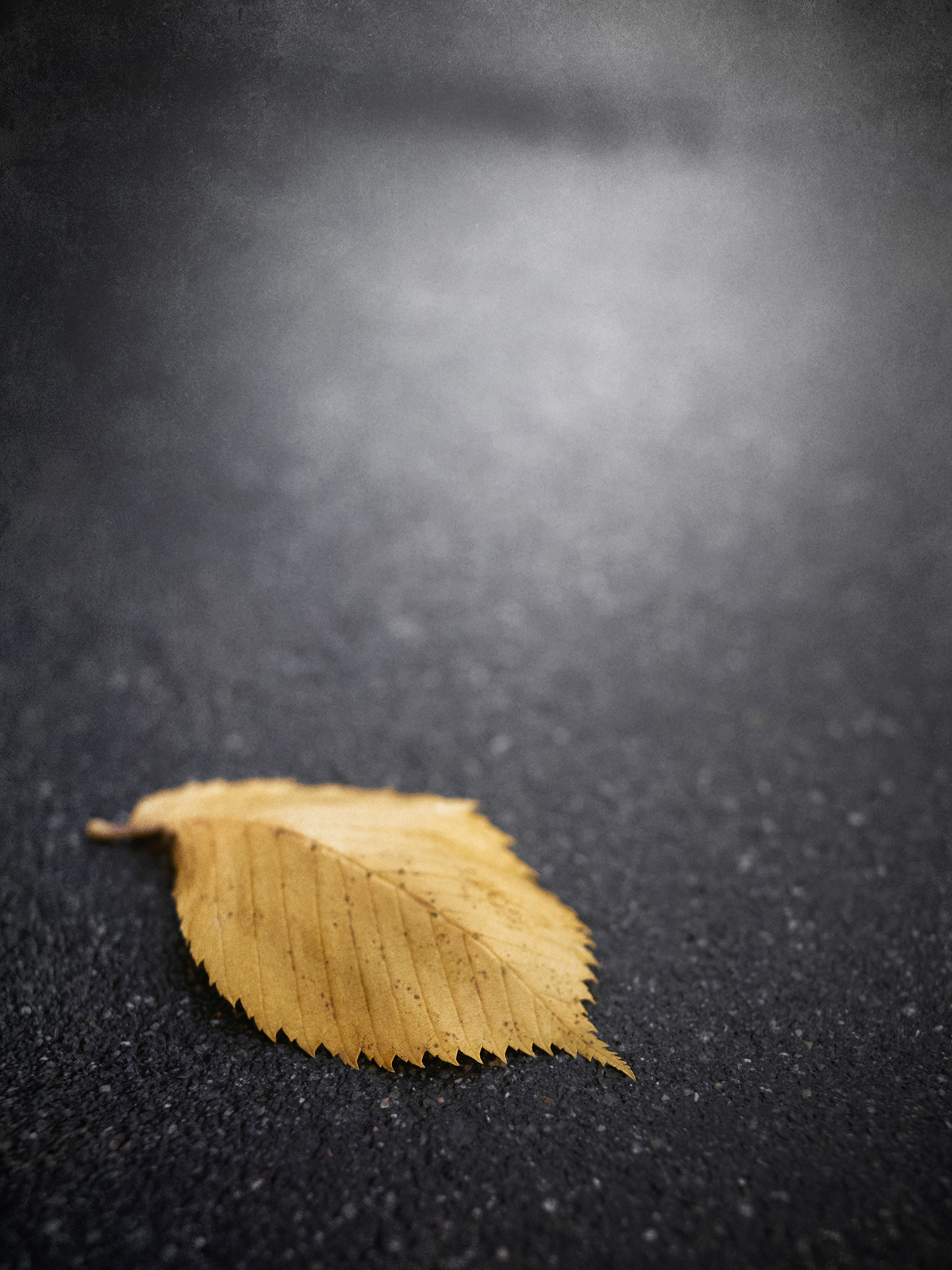 осень, листья, липа, сентябрь, настроение, Сергей Кот