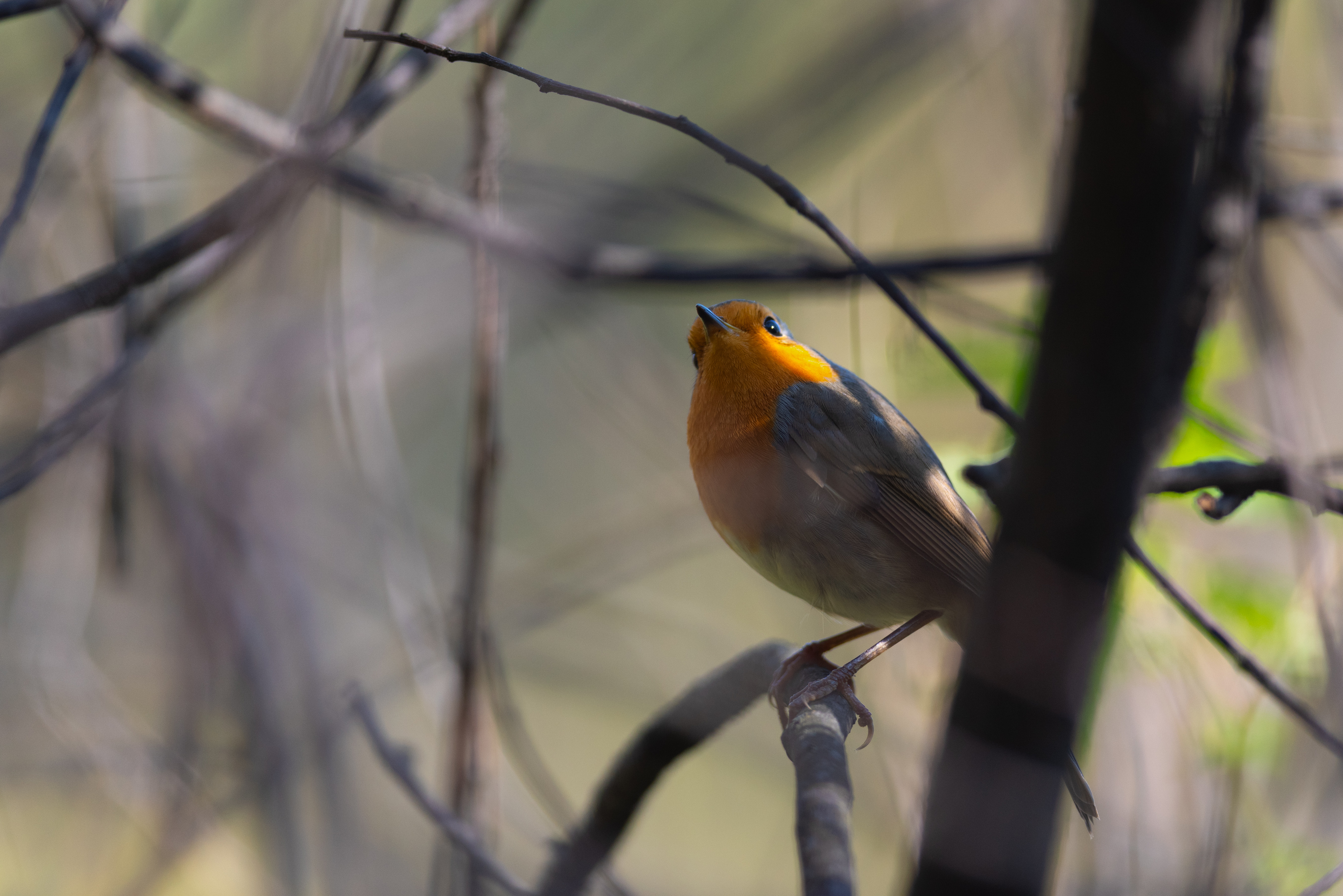 зарянка, малиновка, птица, птицы, осень, сентябрь, лес, природа, фотоохота, новосибирск, Воронов Денис