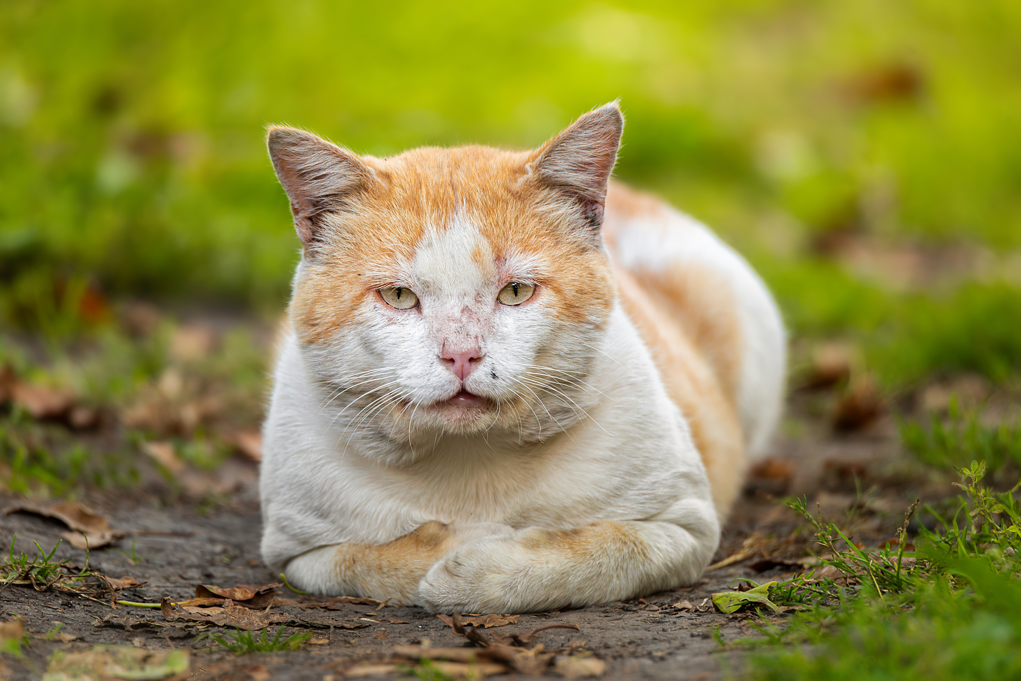 , Корнеев Алексей