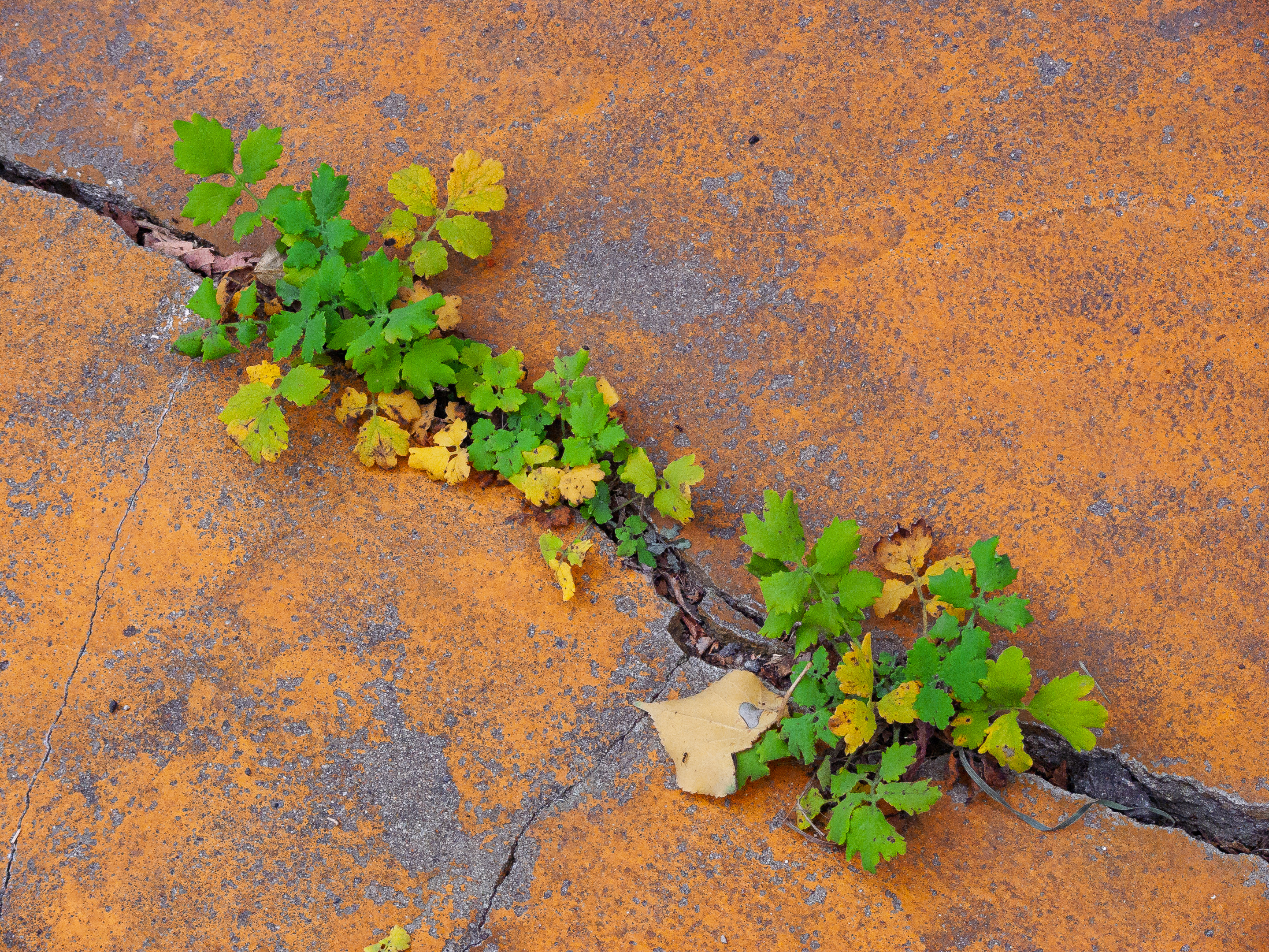 , Алексей Горохов