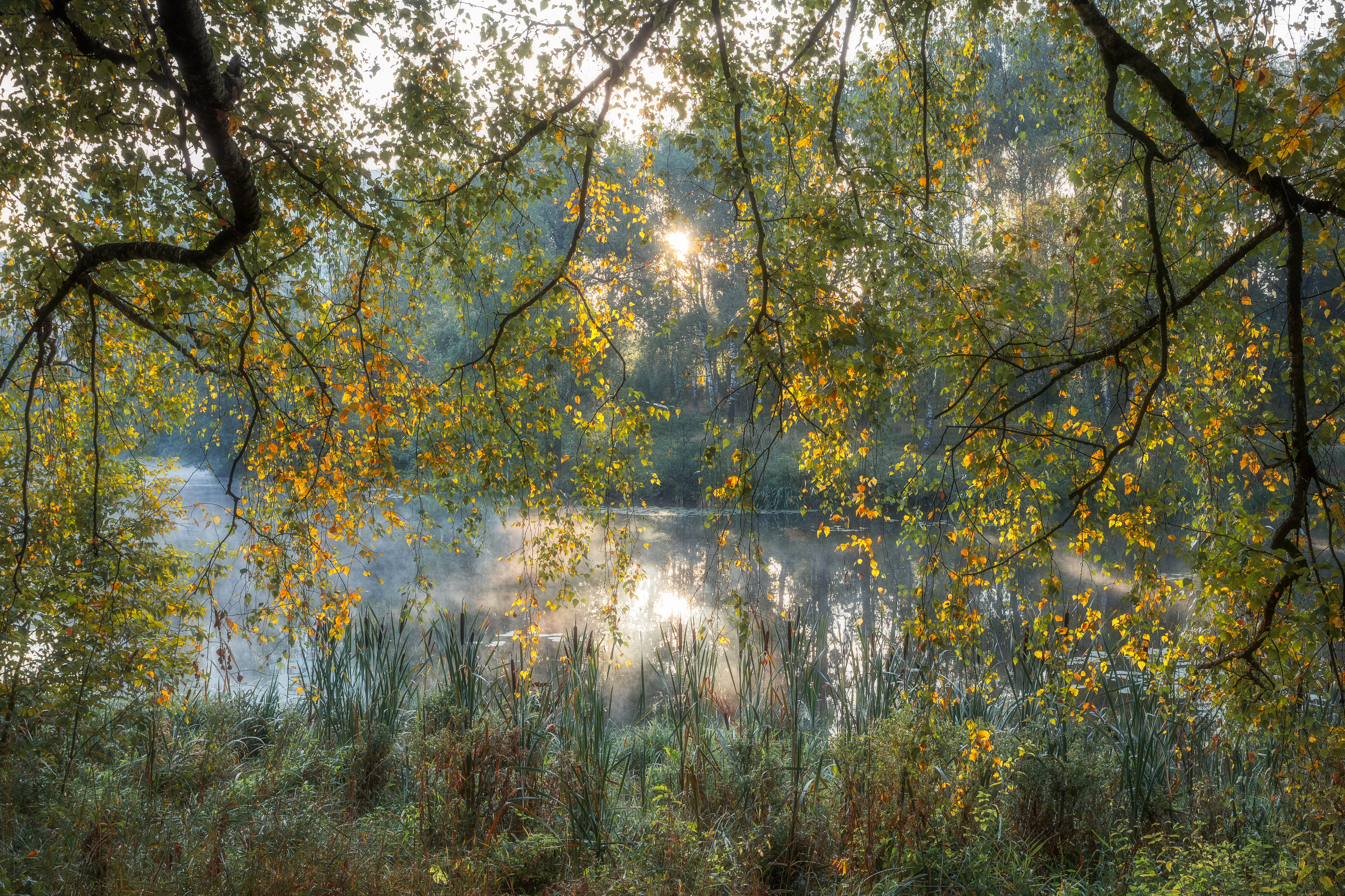 природа, пейзаж, осень, окно в осень, Московская область, пейзажная фотография, Мартыненко Дмитрий