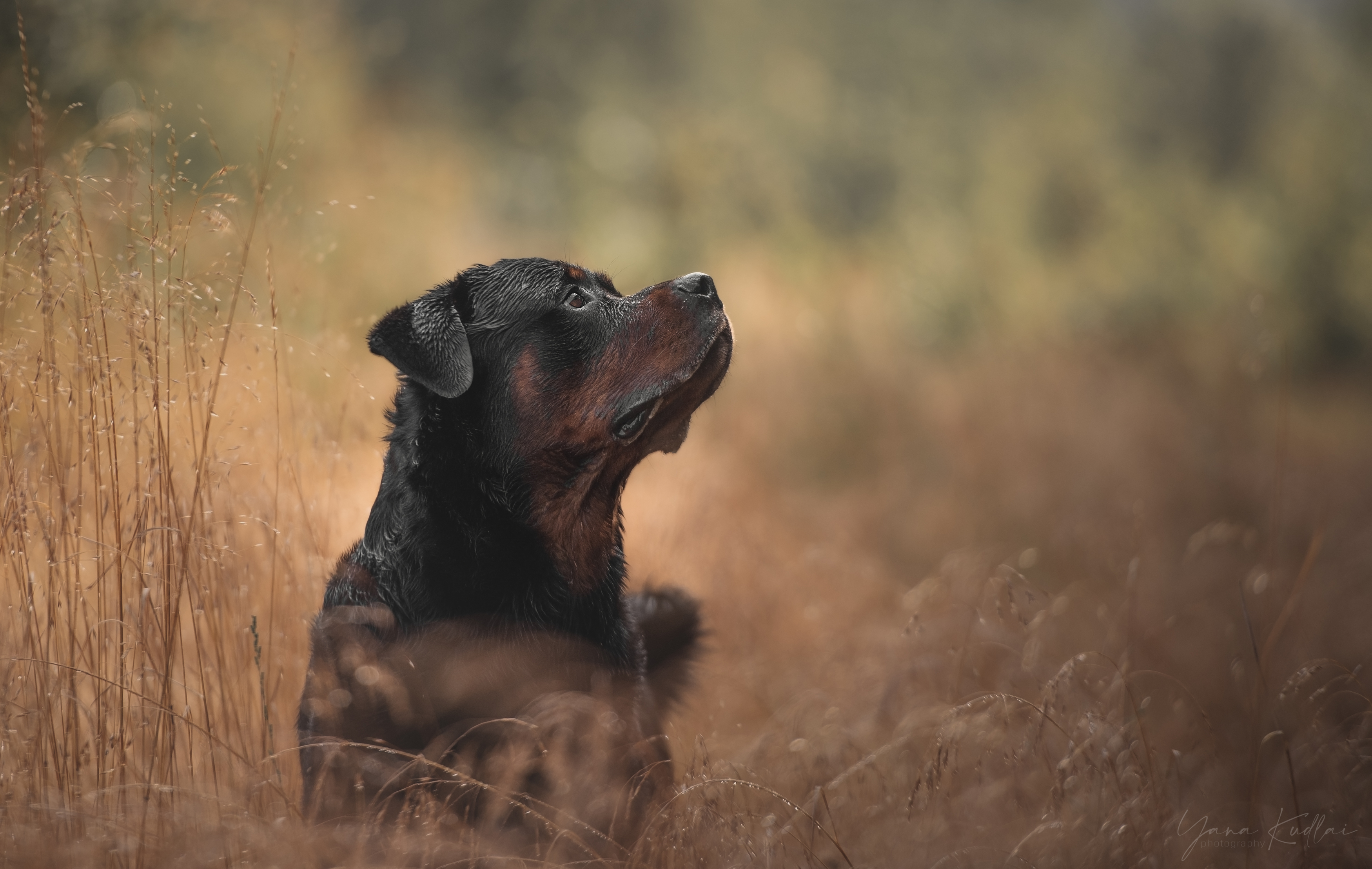 , Кудлай Яна