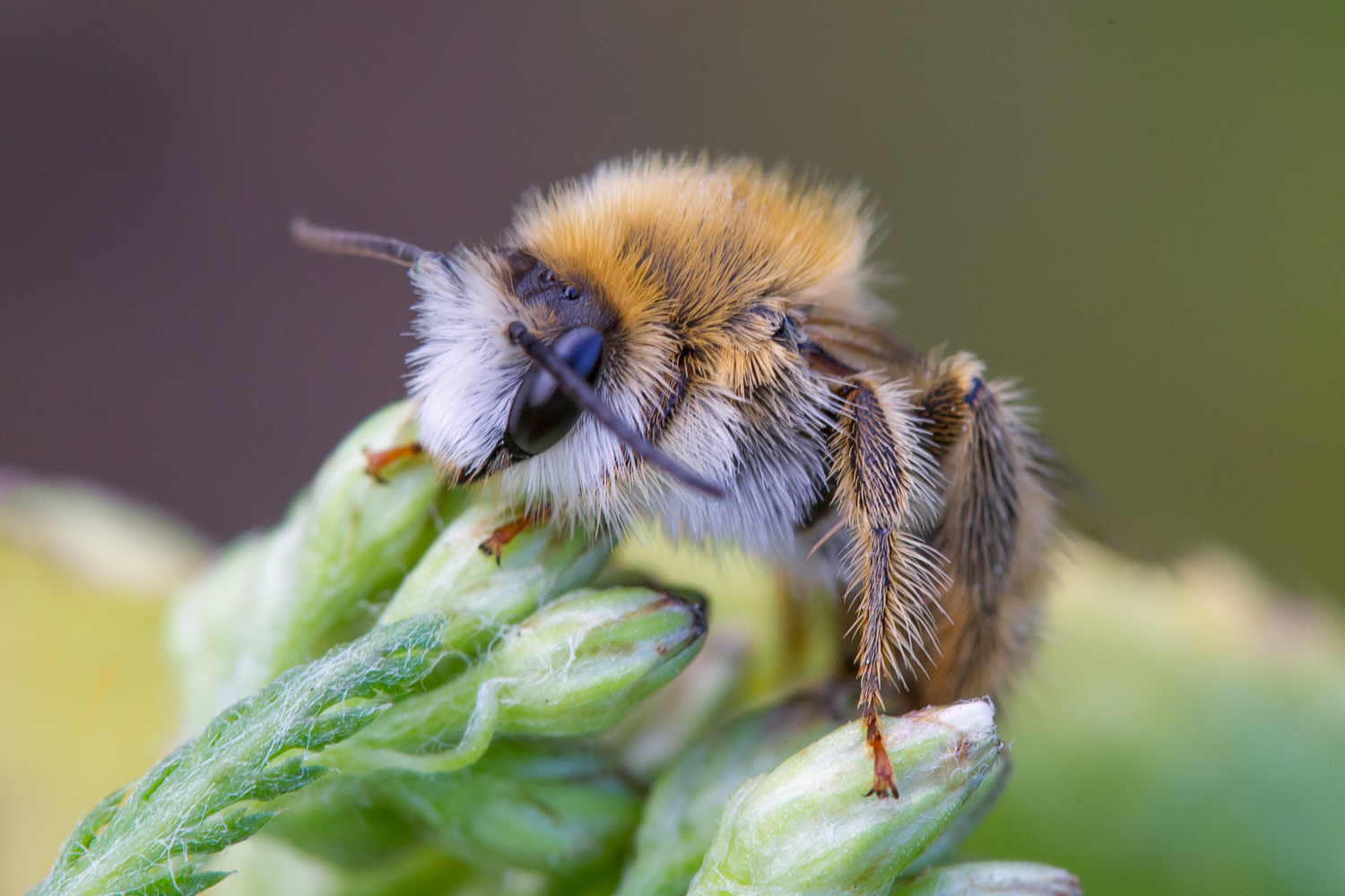 , Алексеев Сергей