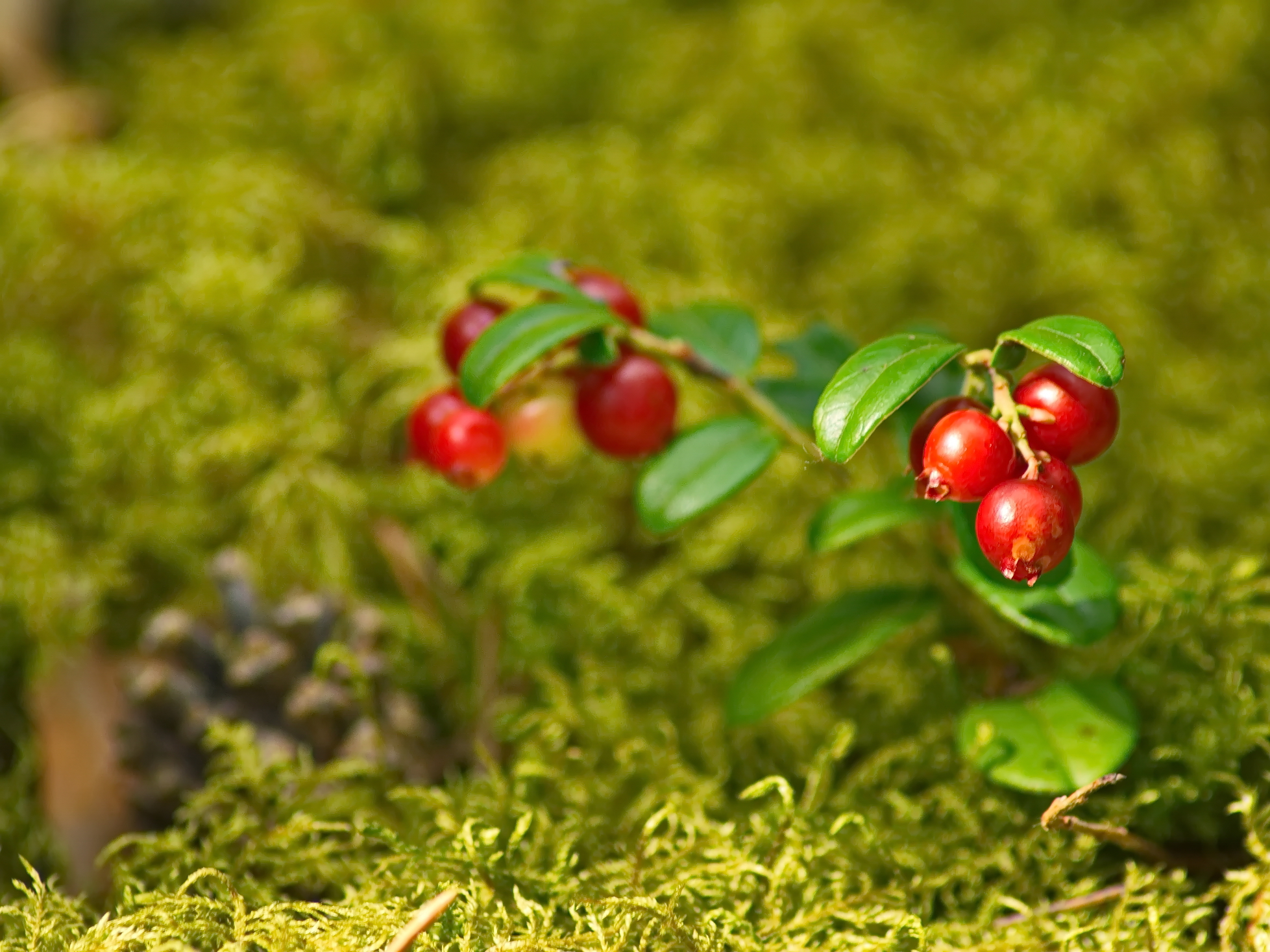 лес, август, брусника, Виктор Гурков