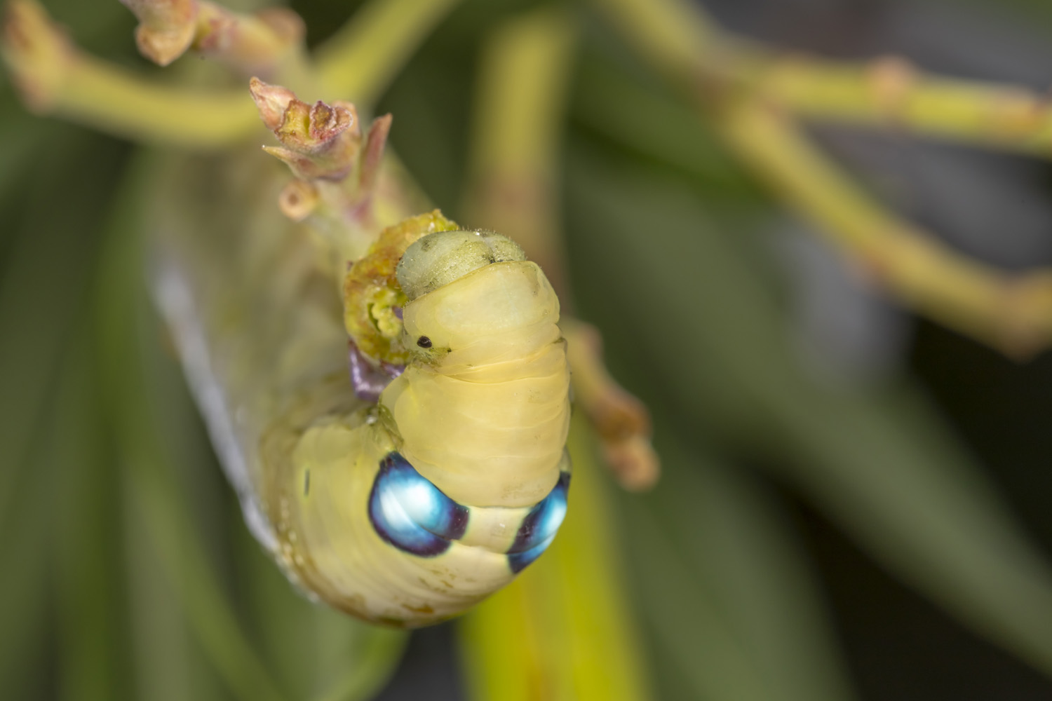 #macro #insects #nature #closeup, Nikolay Tatarchuk