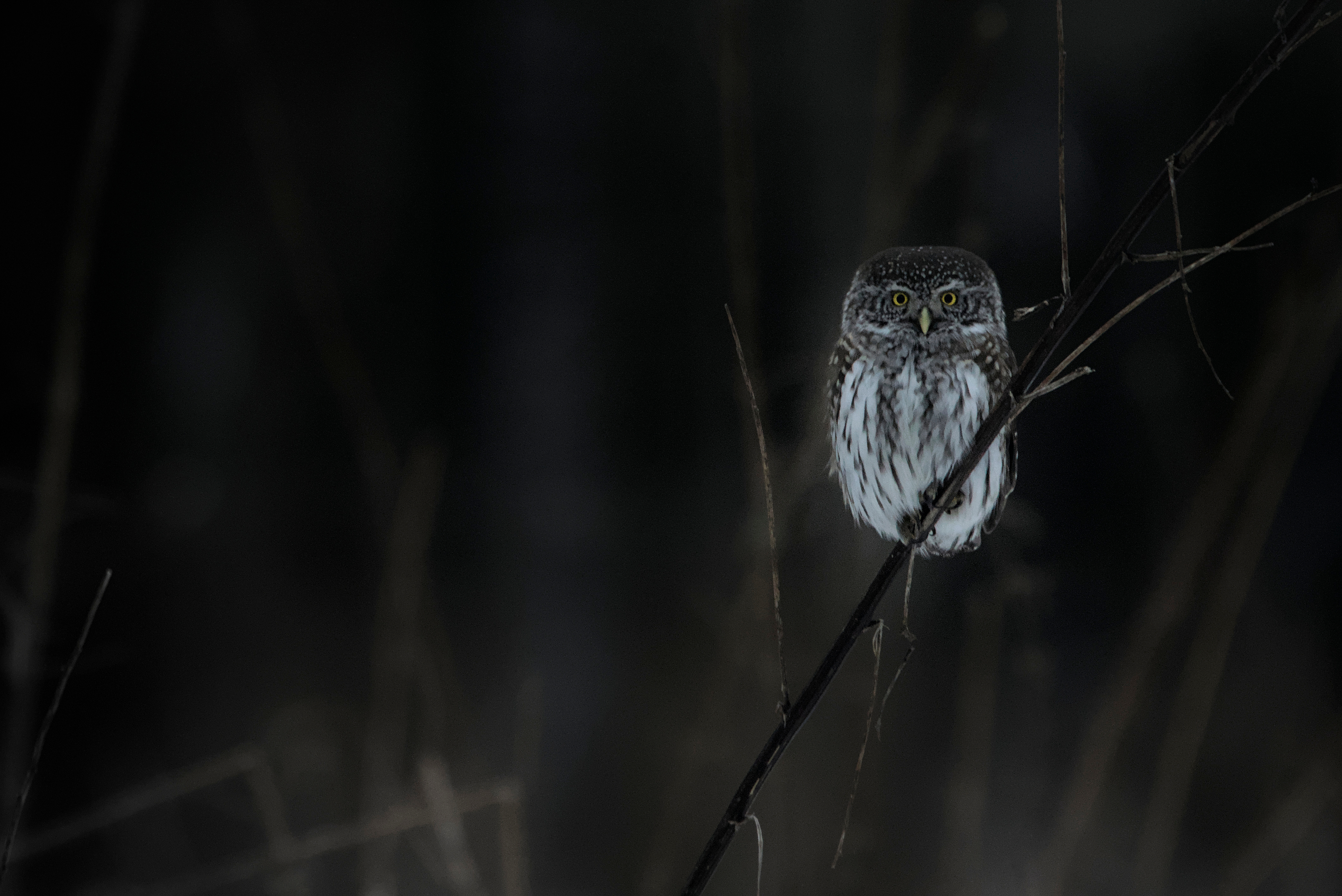 птицы, сова, природа россии, Николай Потапов