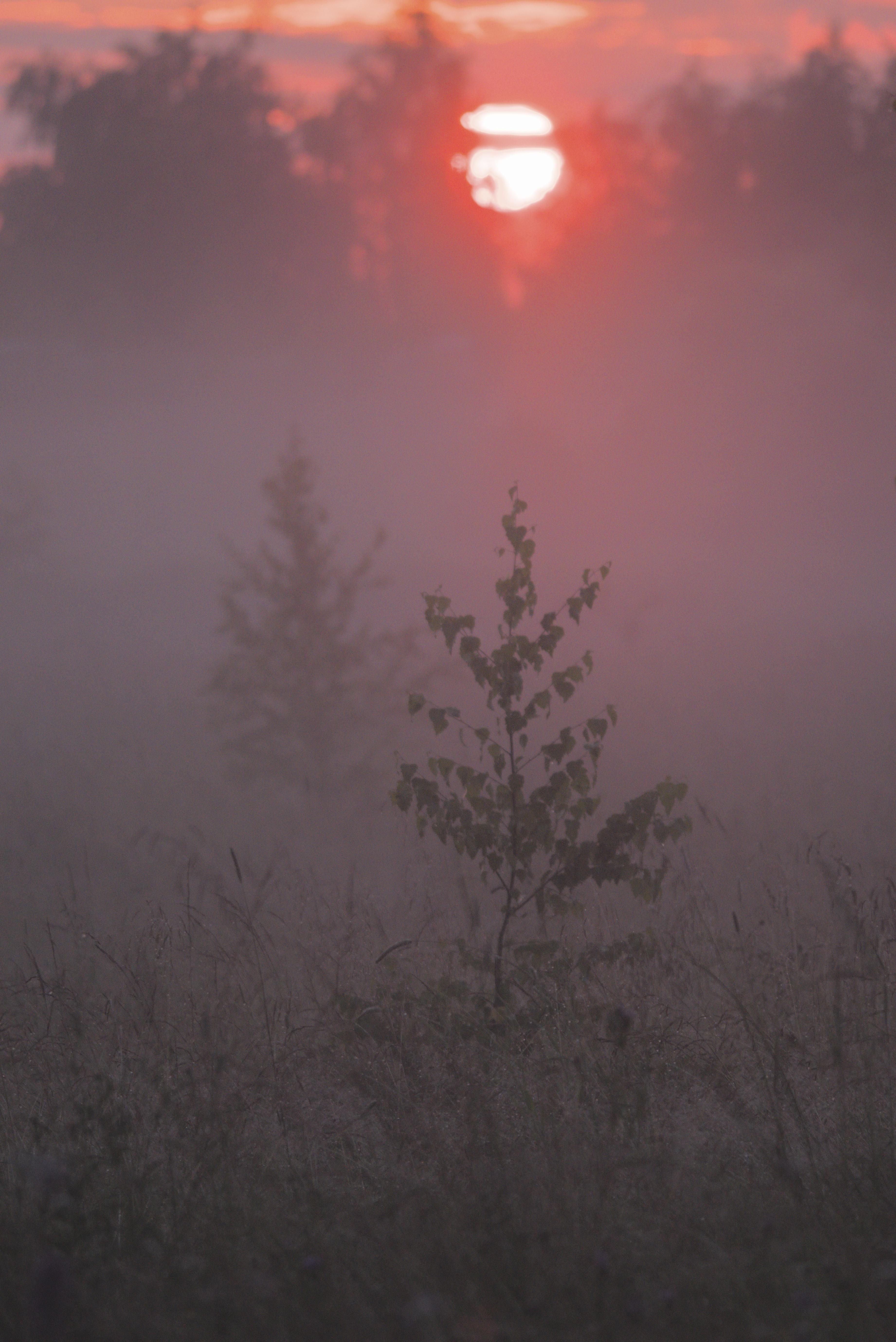 рассвет, туман, подмосковье, истра, россия, природа, поле, Николай Потапов