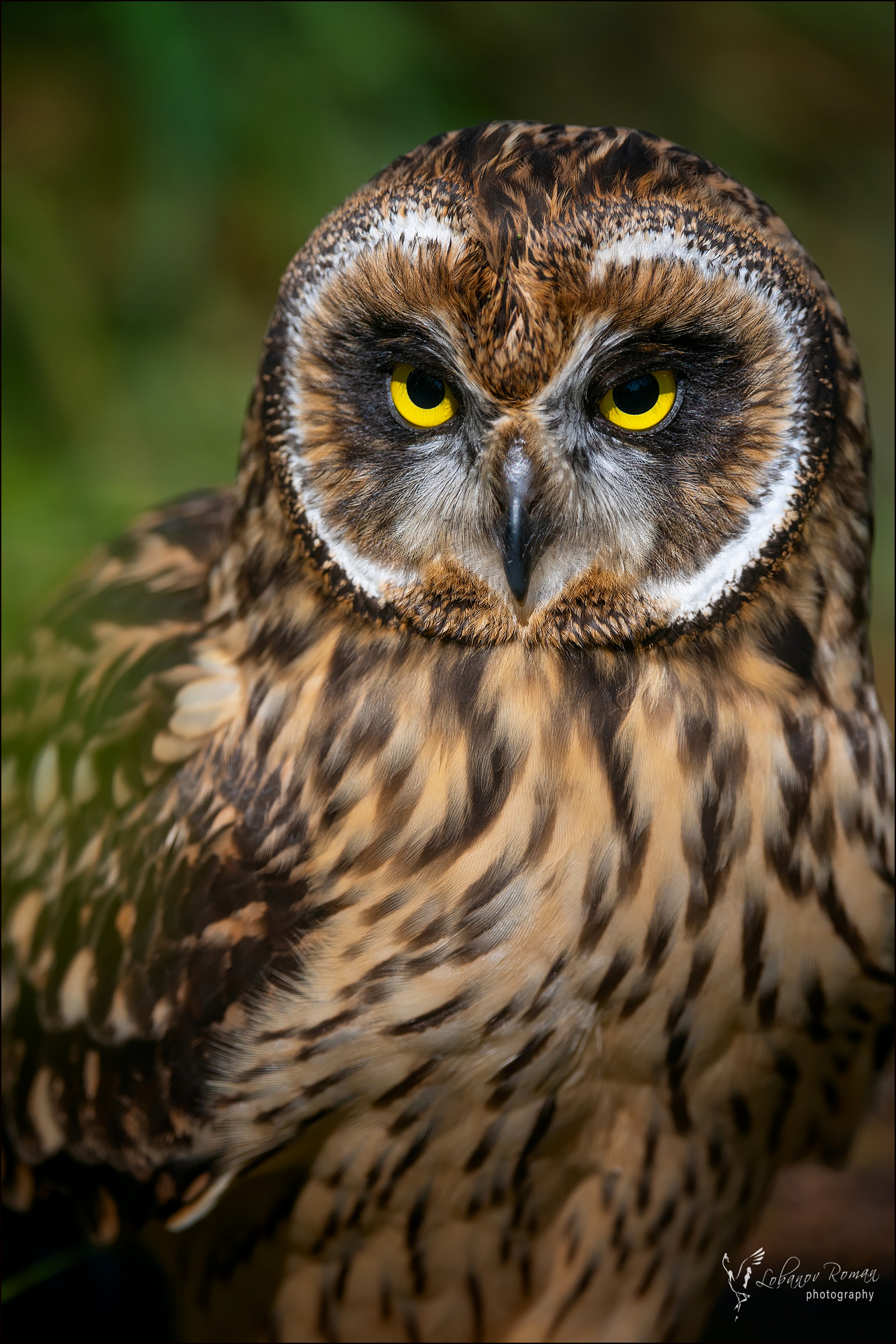 , Лобанов Роман