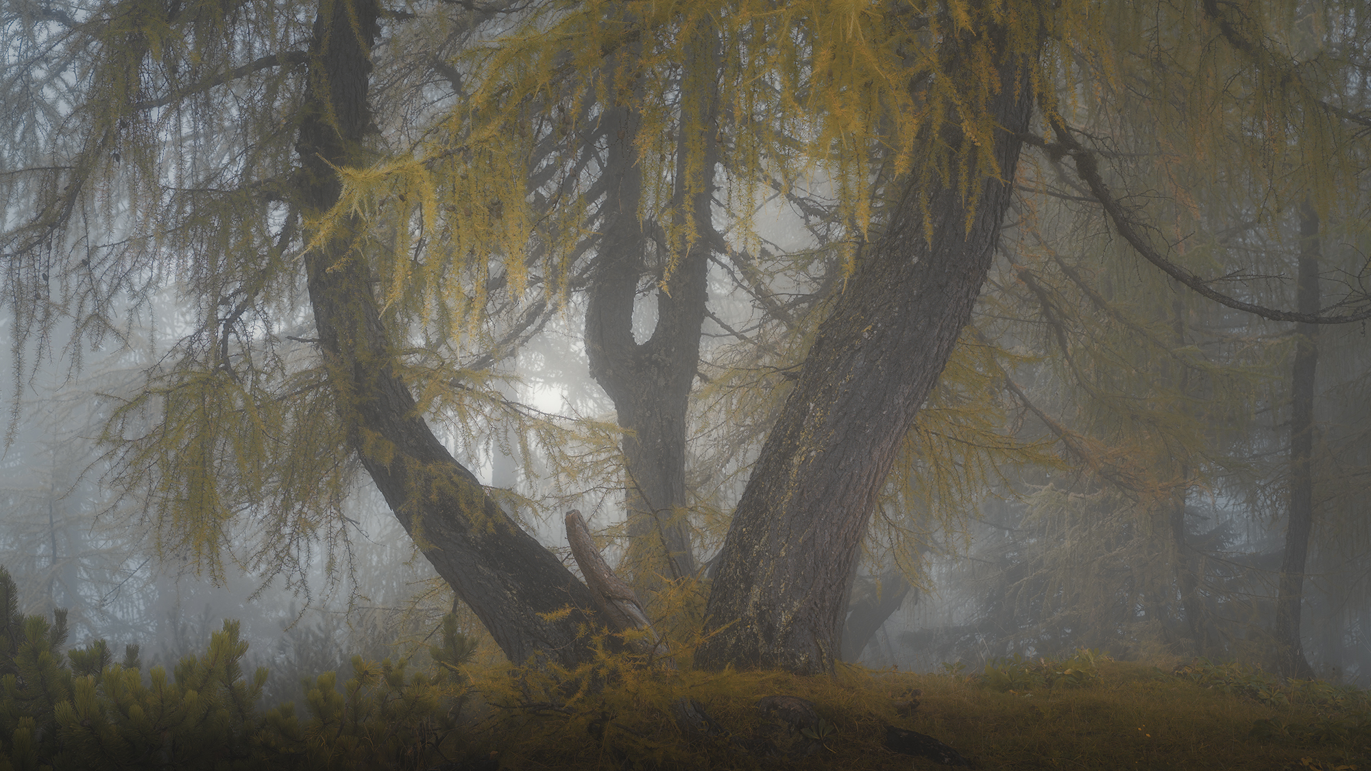 , de Franzoni Thomas