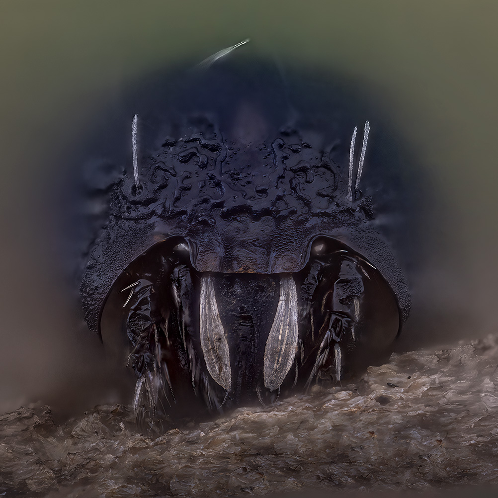 arachnida, eupelops occultus, почвенный клещ, Kavaliauskas Eugenijus