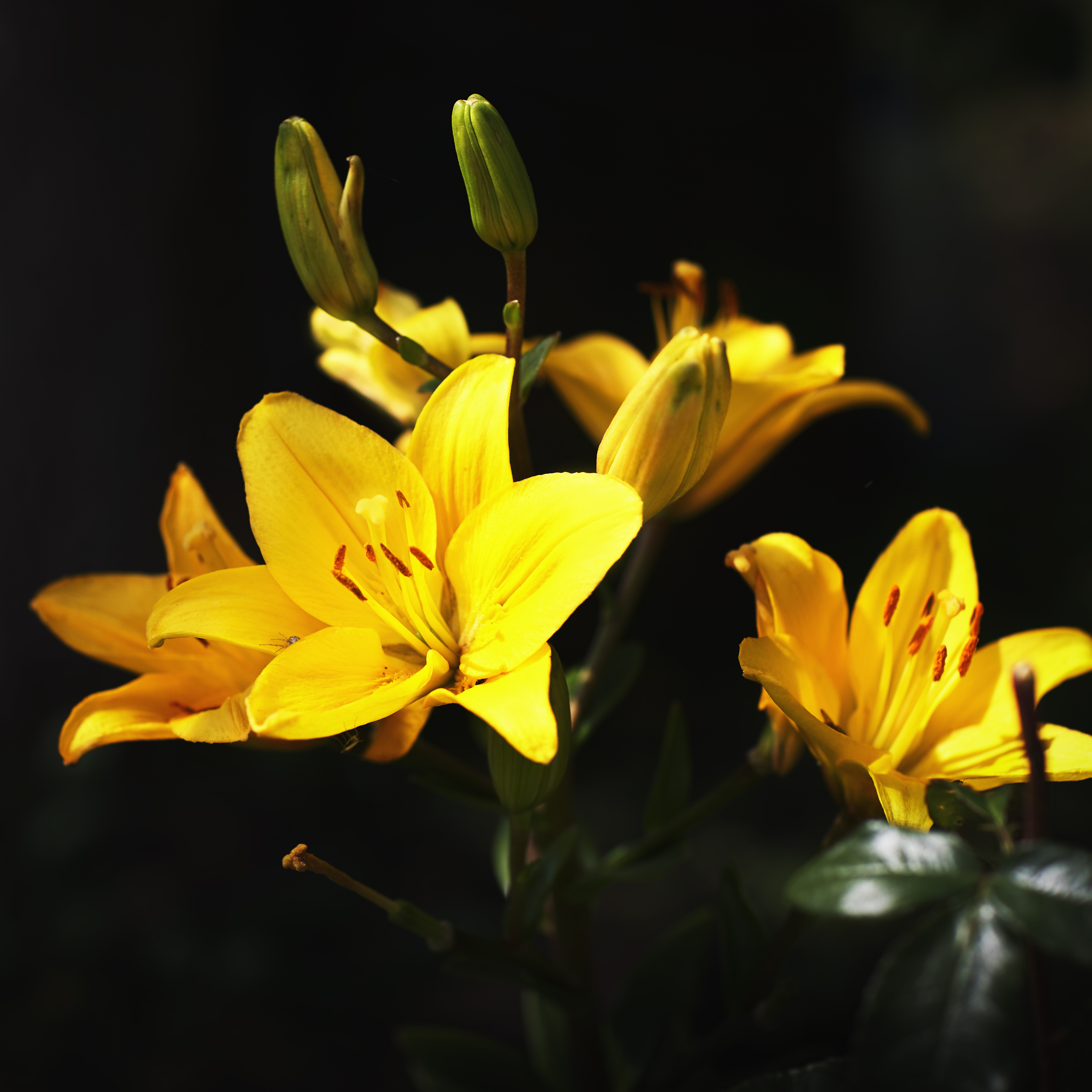 , Гуляев Алексей