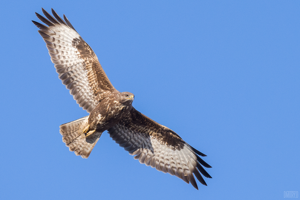 , Дмитрий Доронин