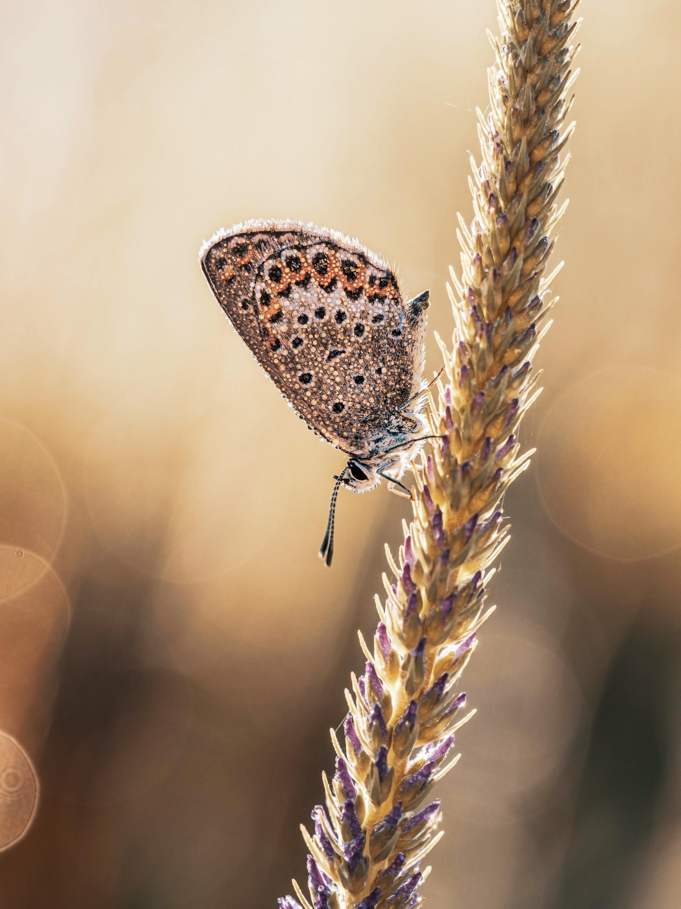 , Лапшина Владлена