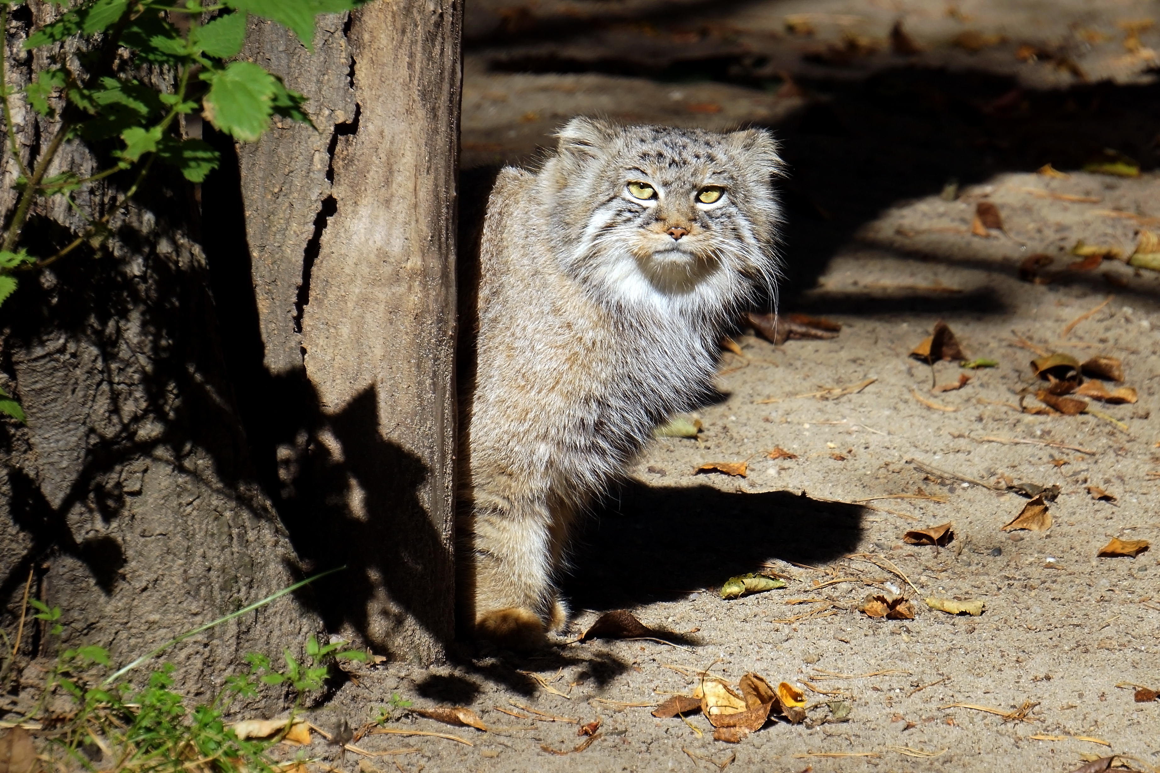 кот, манул, кот манул, кошки, малые кошки, звери, хищные, животные,,  Людмила