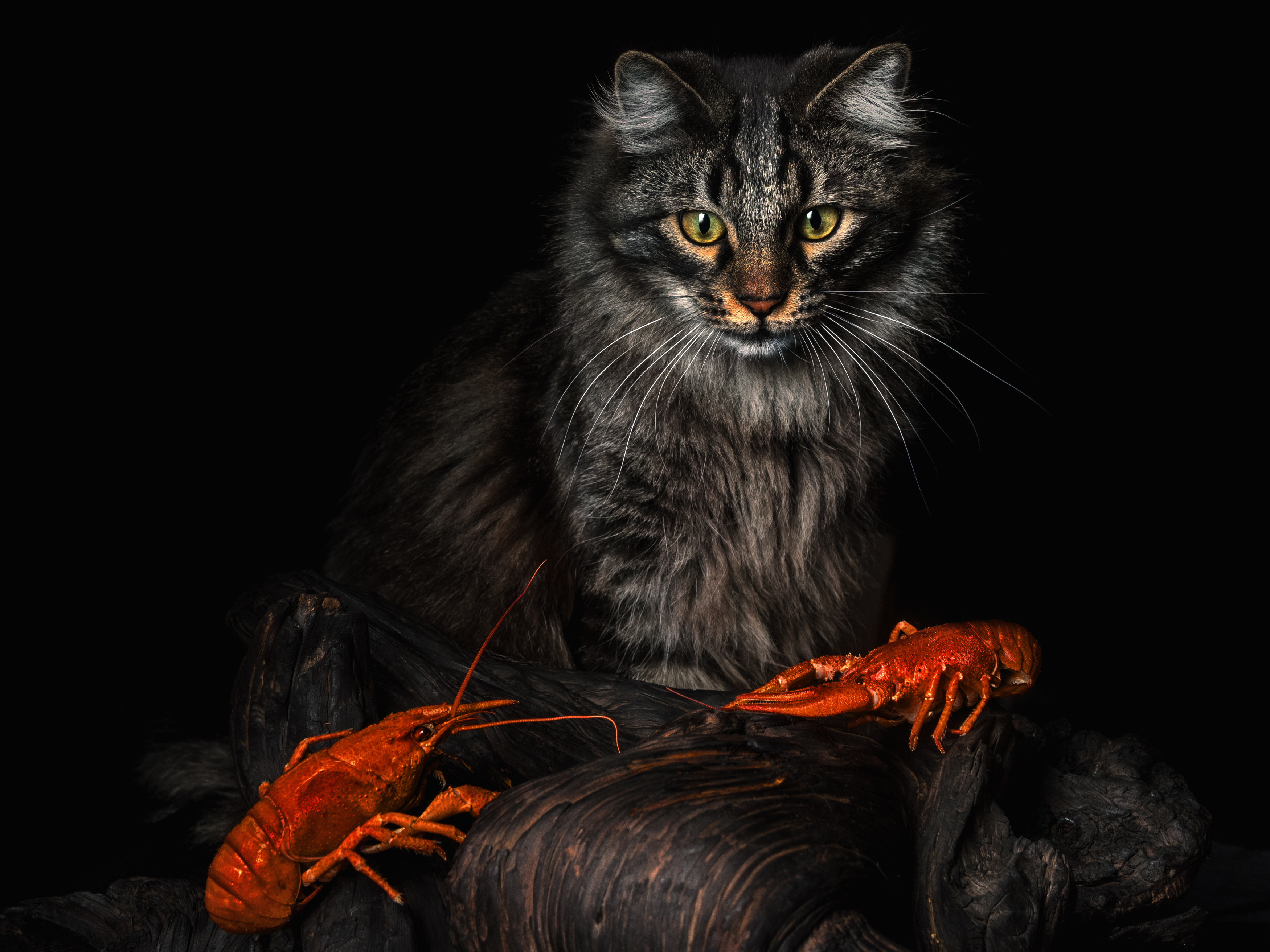 cat#portrait, Evgeniy Savikov