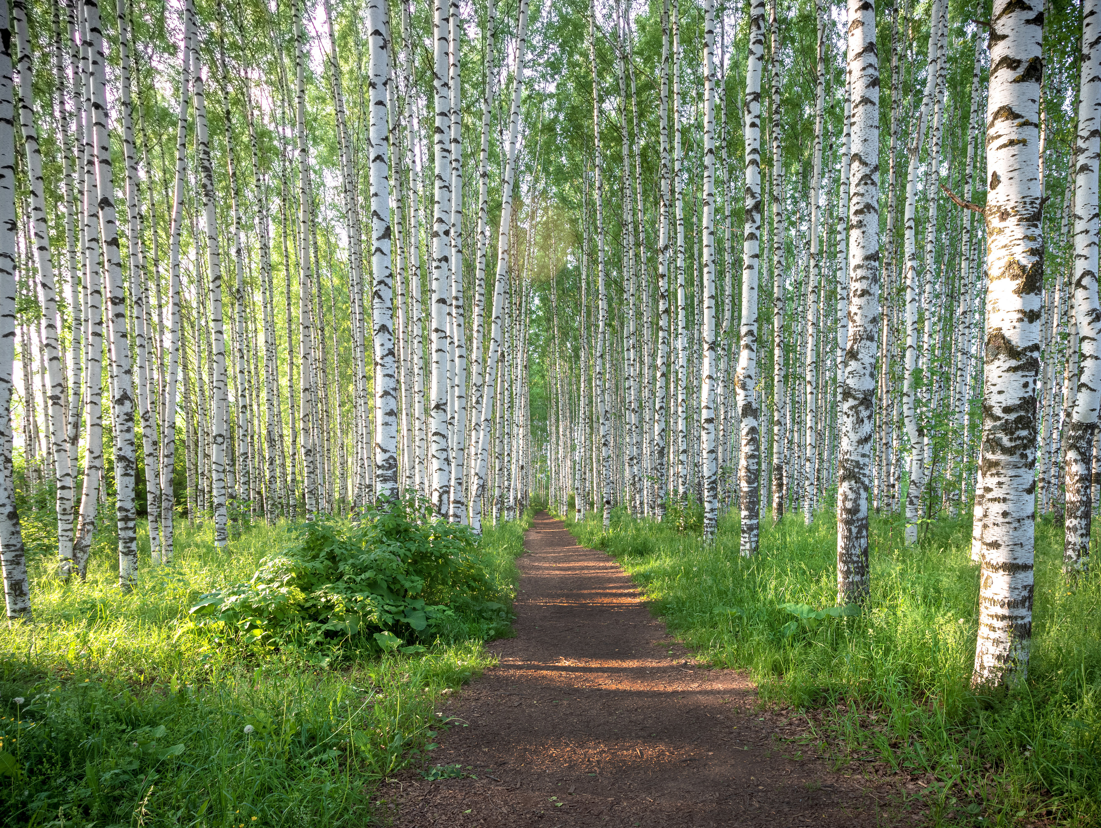 белая береза , Елена Маковоз