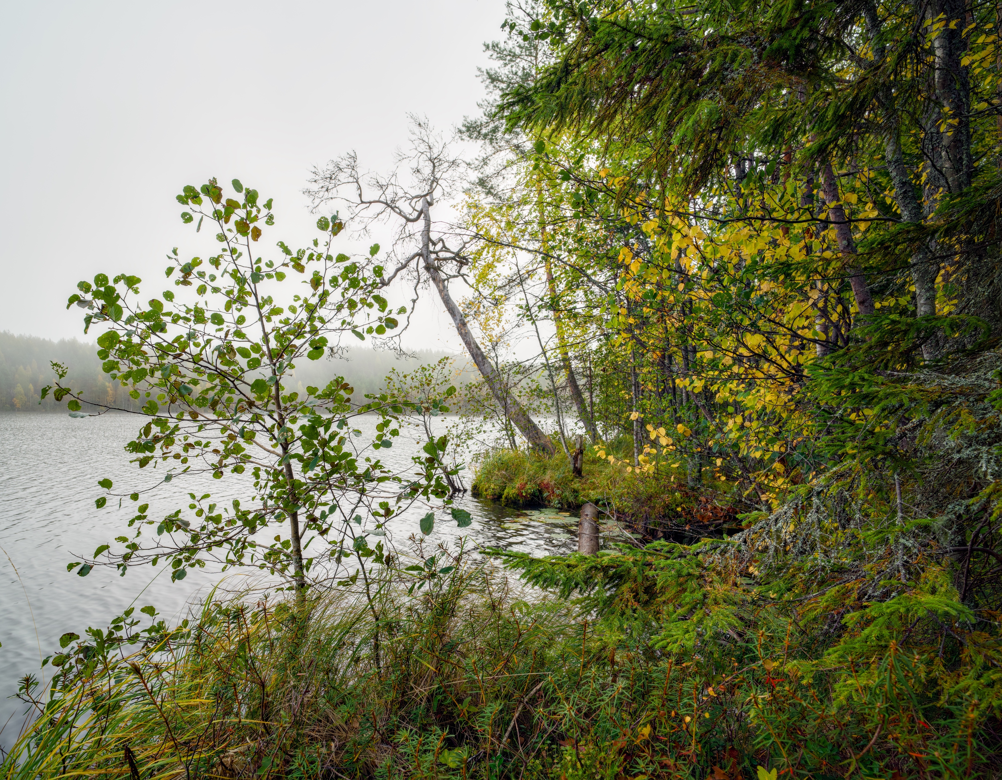 туман карелия вода озеро утро, Igor Shishpanov