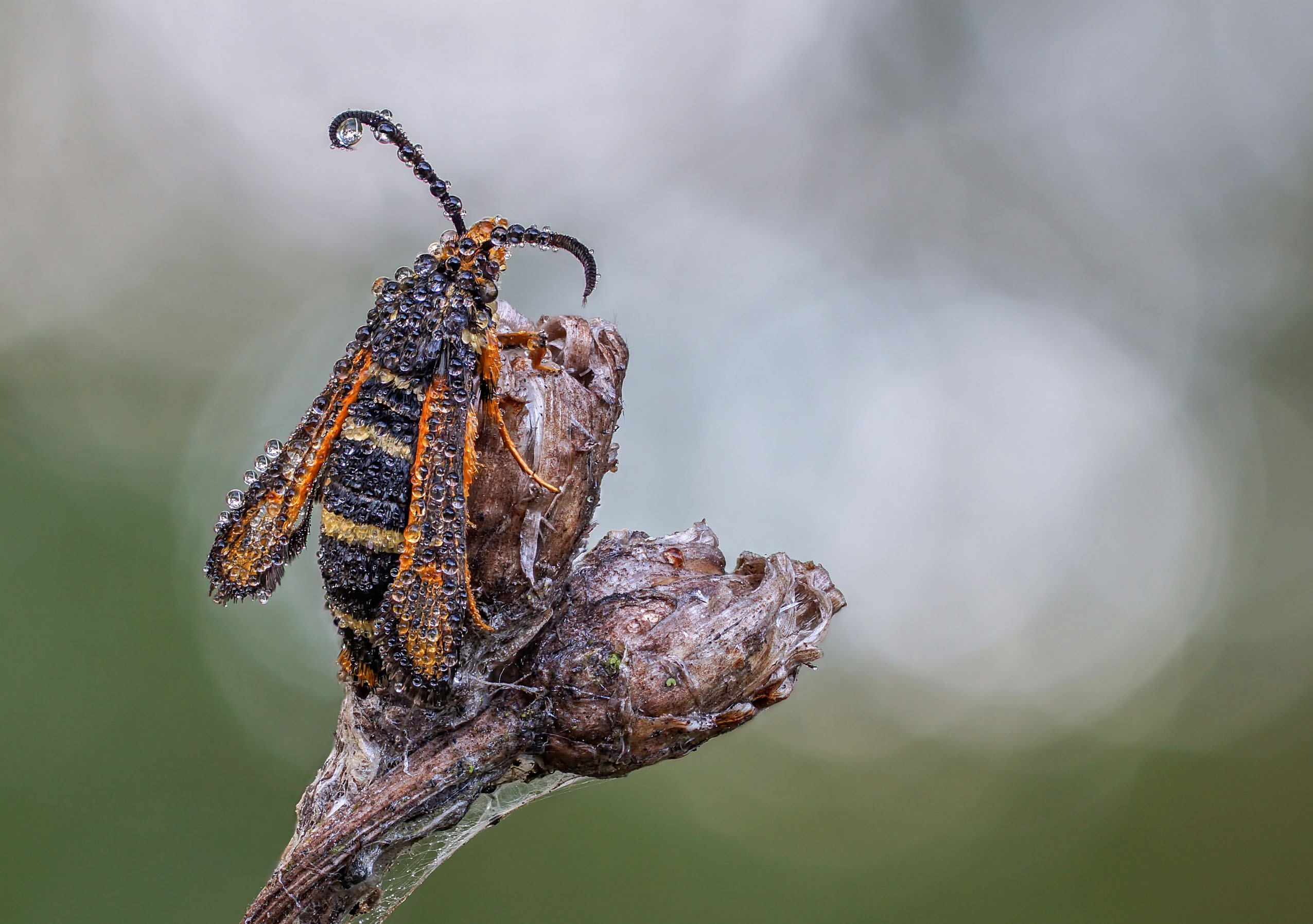 Бабочка стеклянница, Чепленко Алексей