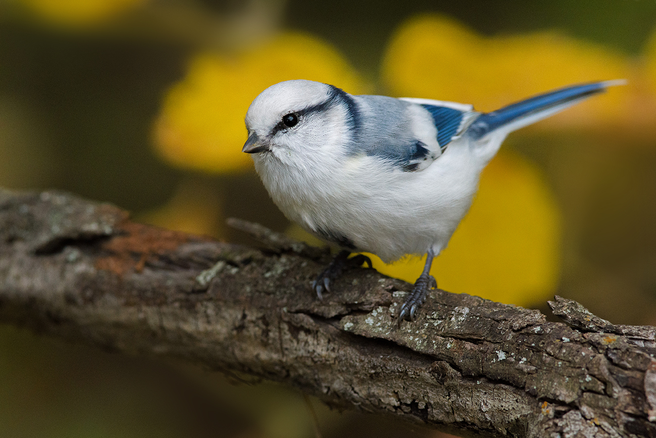 князёк,белая лазоревка,осень, Иван