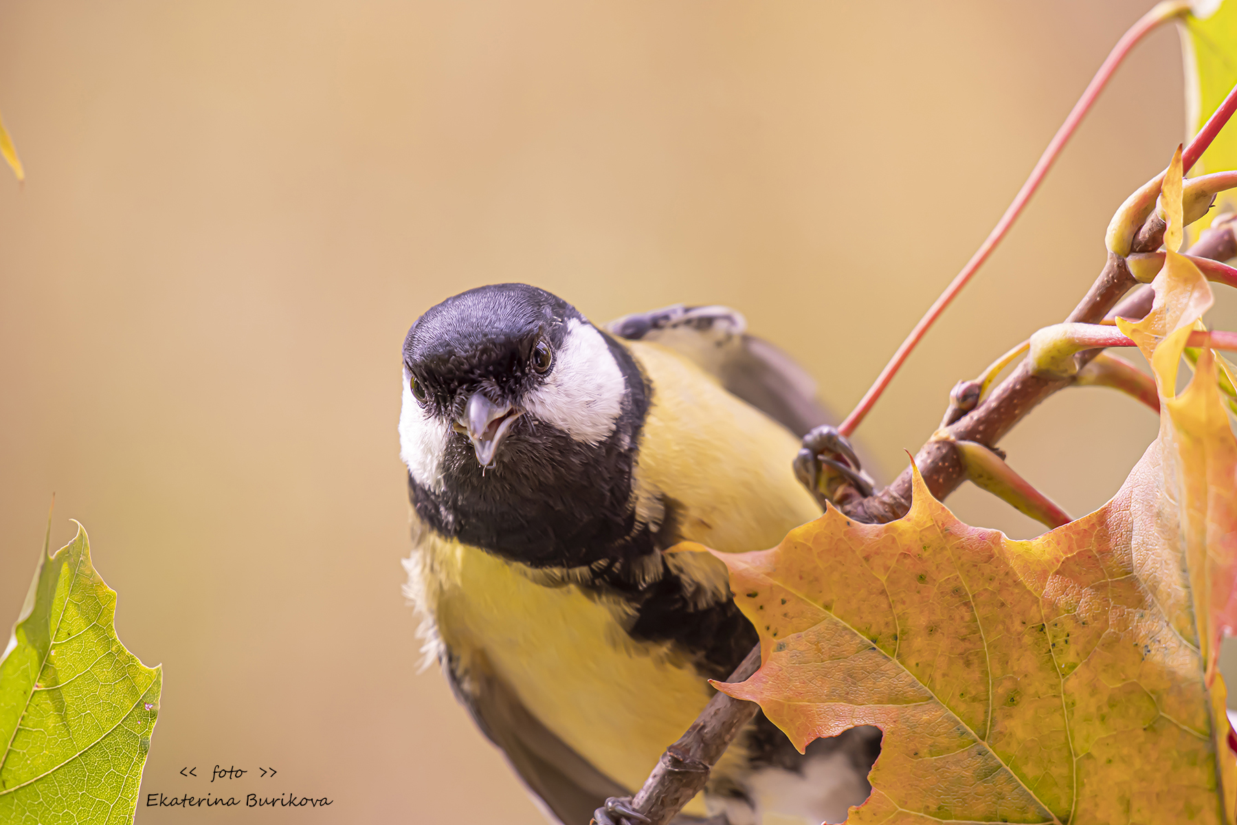 , Бурикова Екатерина