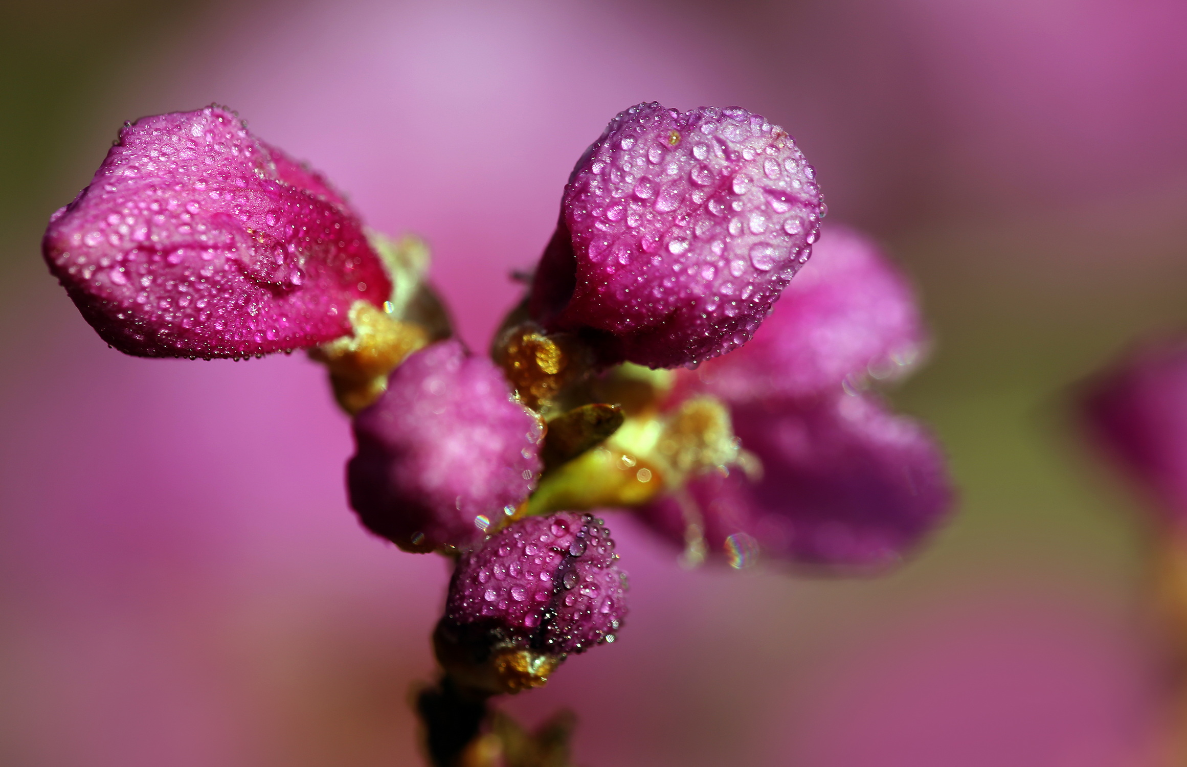 , Бибичков Михаил