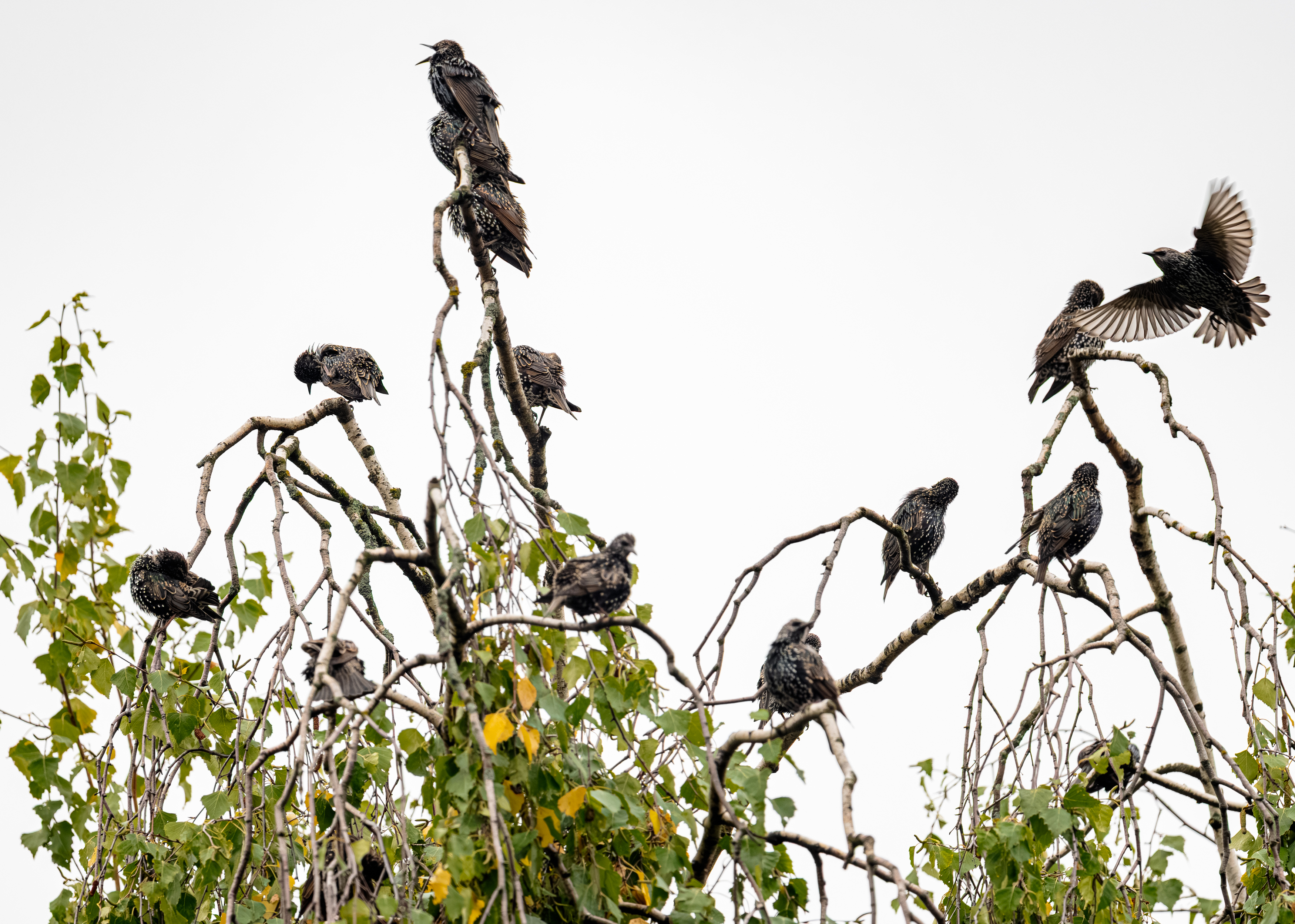 , Курлянцев Алексей