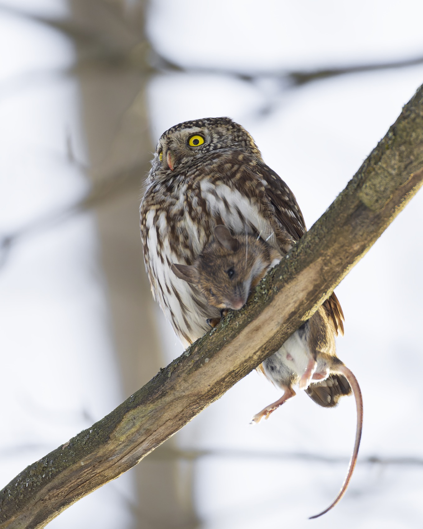 воробьиный сычик, воробьиный сыч, сова, птицы,, Ruslan Pl
