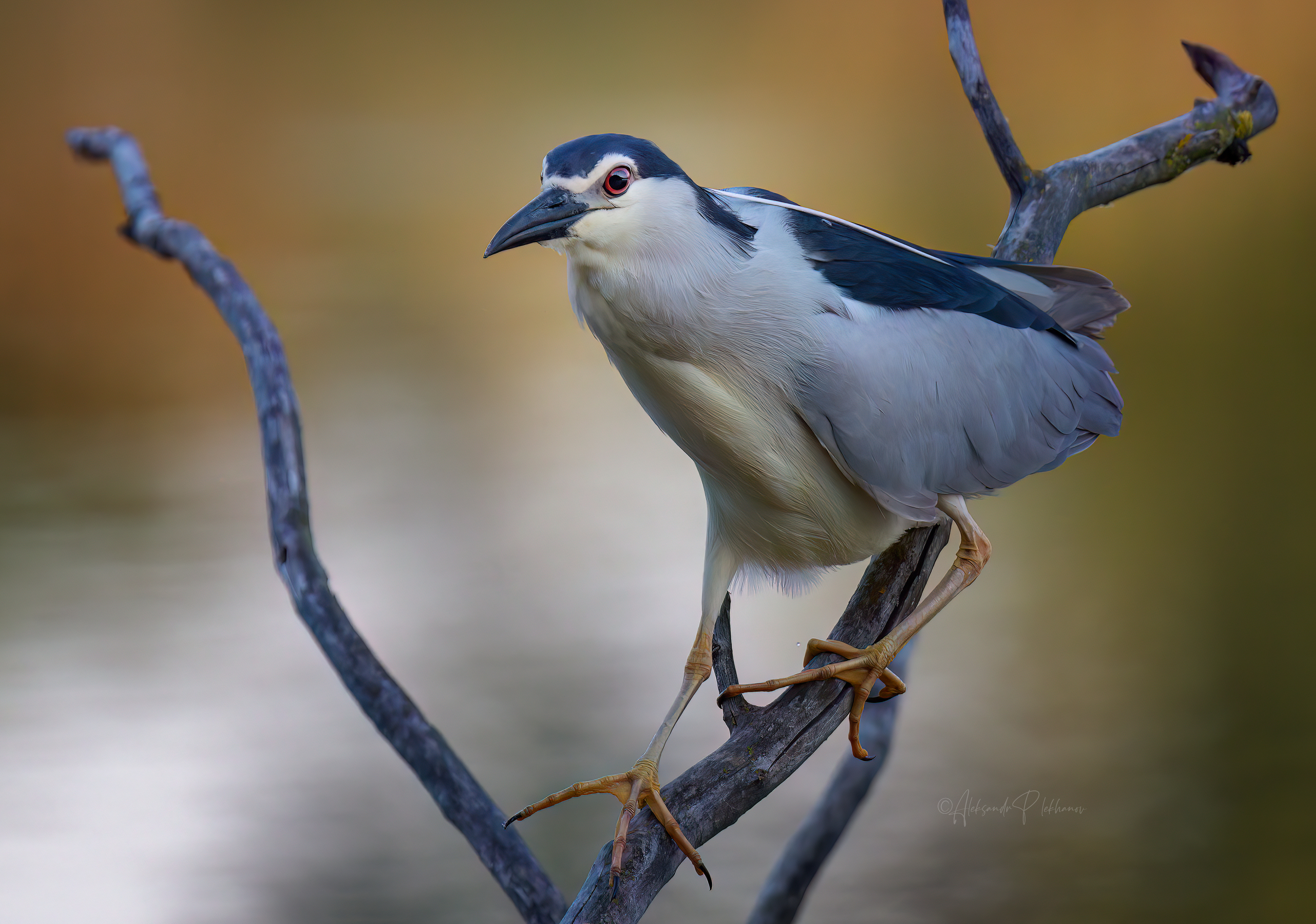 , Плеханов Александр