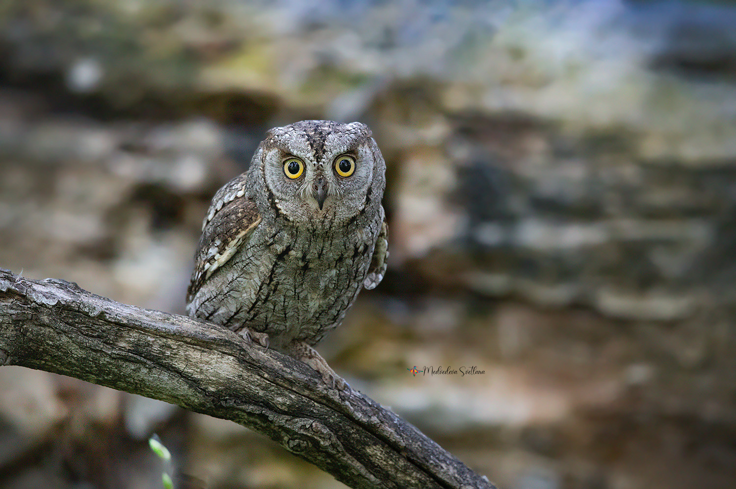 фотоохота, птица, совка, сплюшка, Медведева Светлана