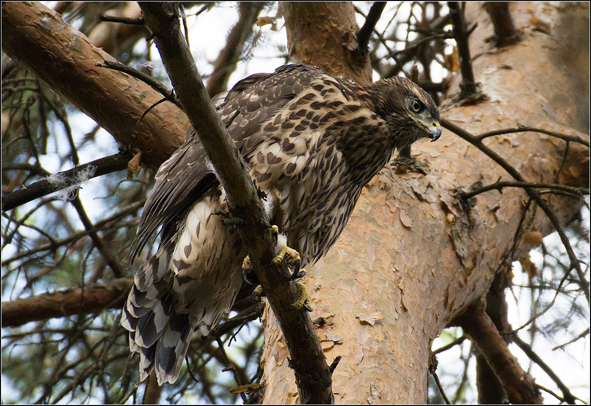москва, парк, тетеревятник, АНАТОЛИЙ ДОВЫДЕНКО