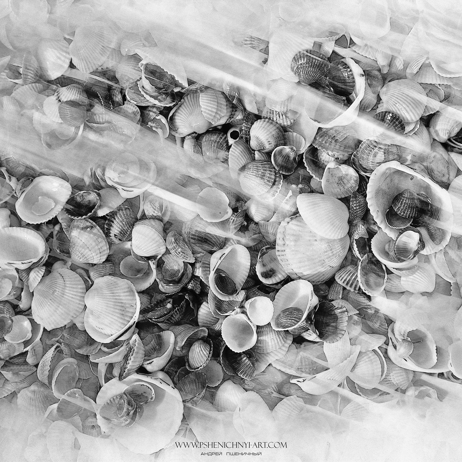 ракушки, море, акварель, абстракция, бриз, минимализм, монохром, Пшеничный Андрей