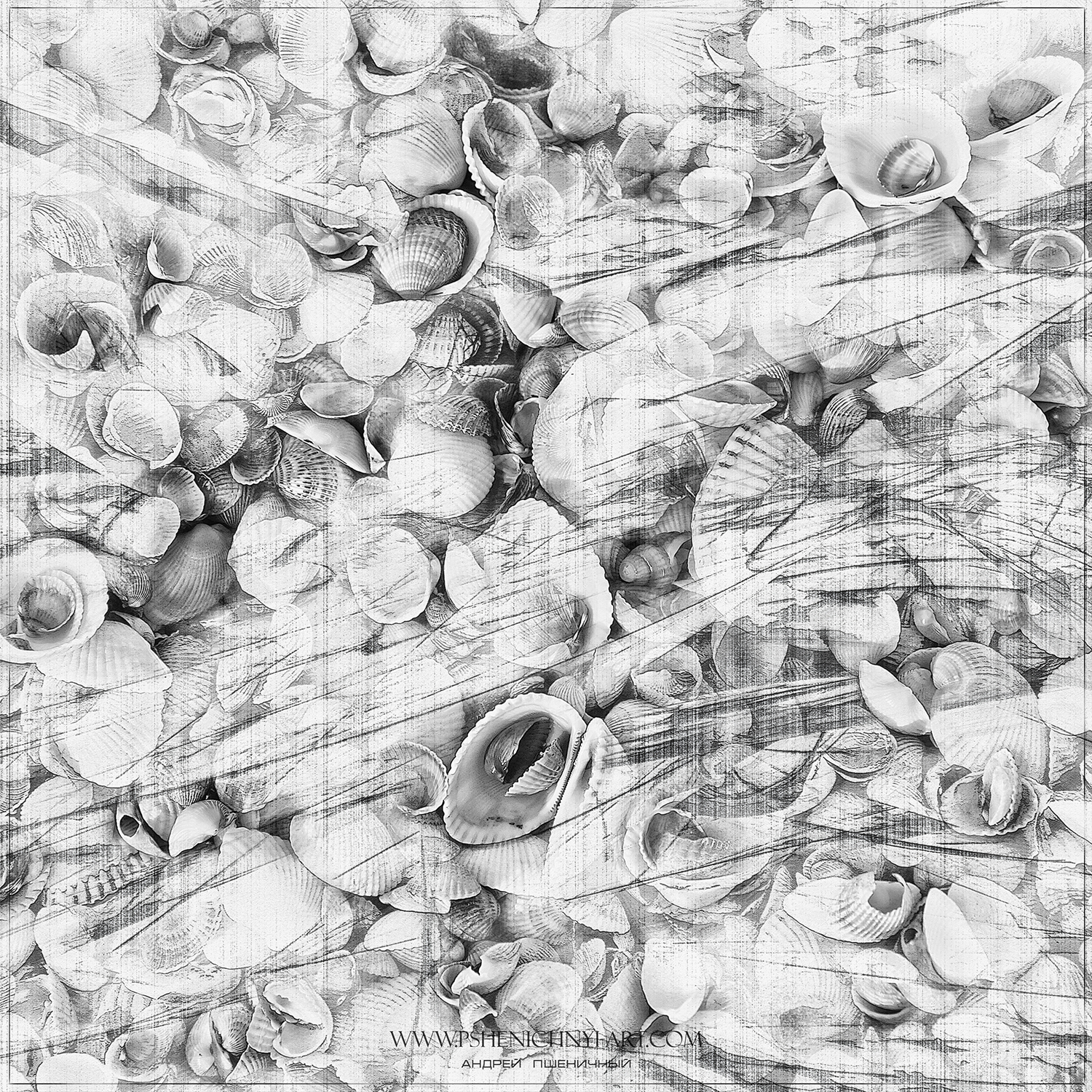ракушки, волна, лето, море, абстракция, минимализм, Пшеничный Андрей