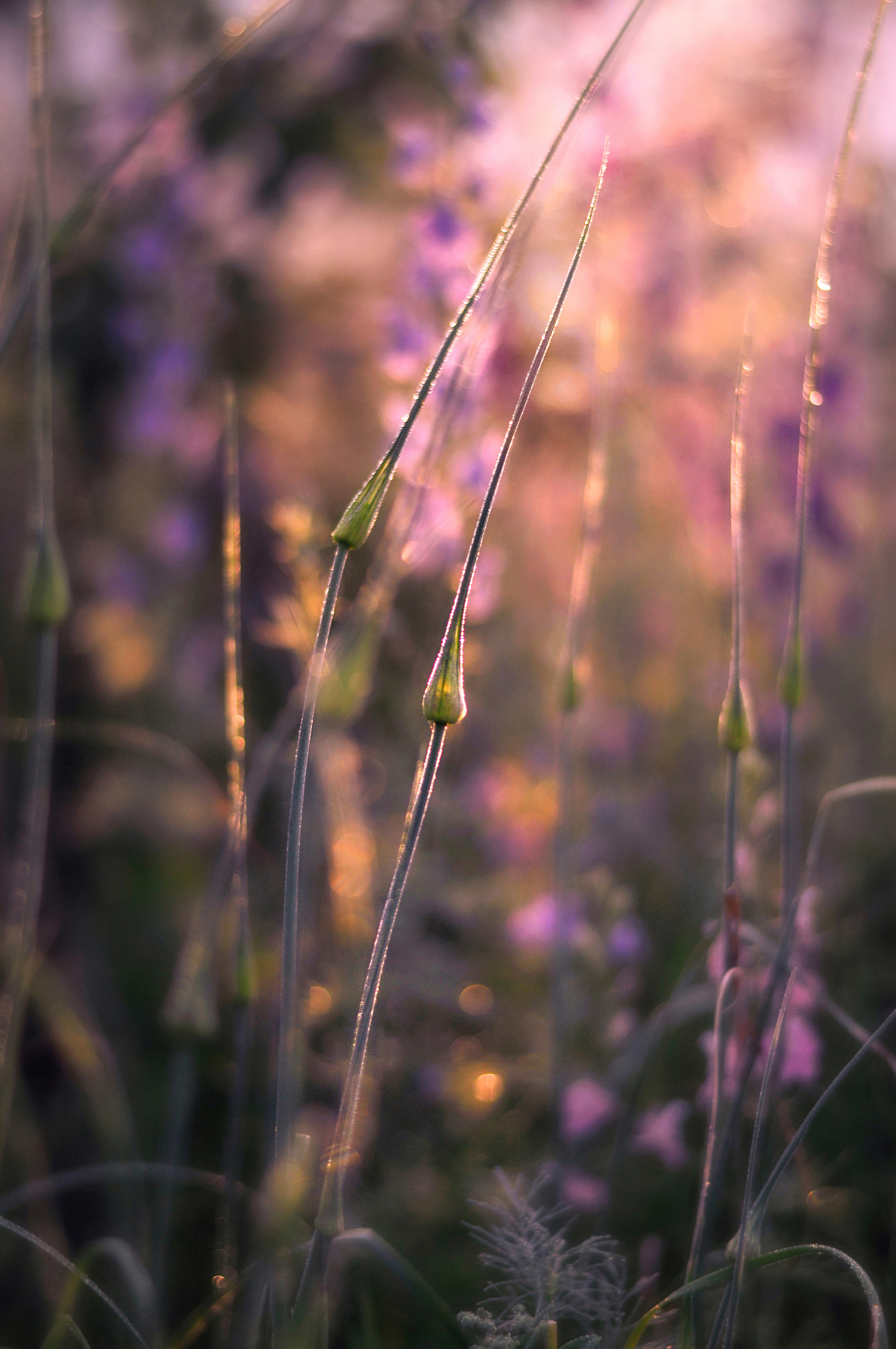 природа, травы, лето, рассвет, утро, Буглак Инна