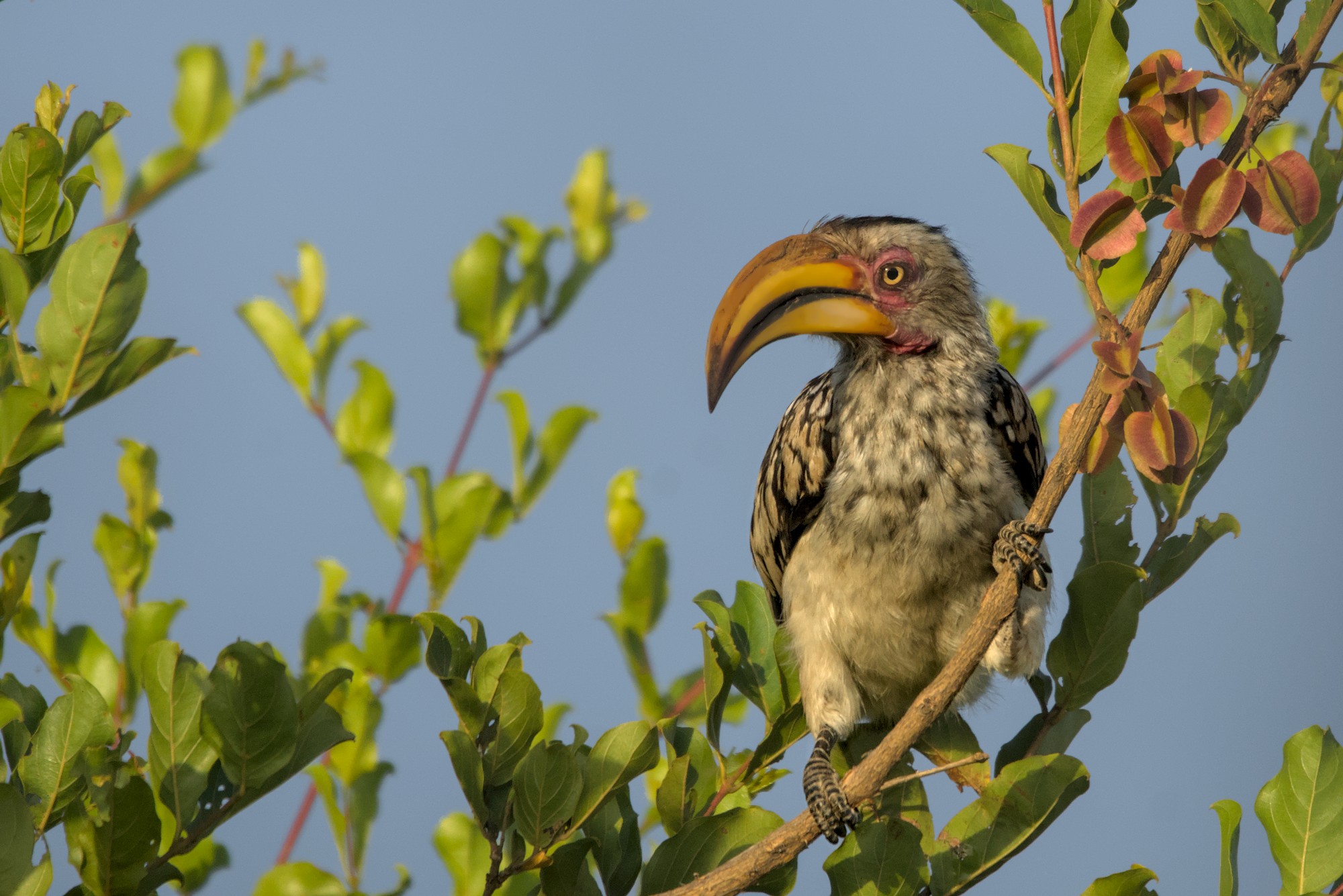 ЮАР , Николай Потапов