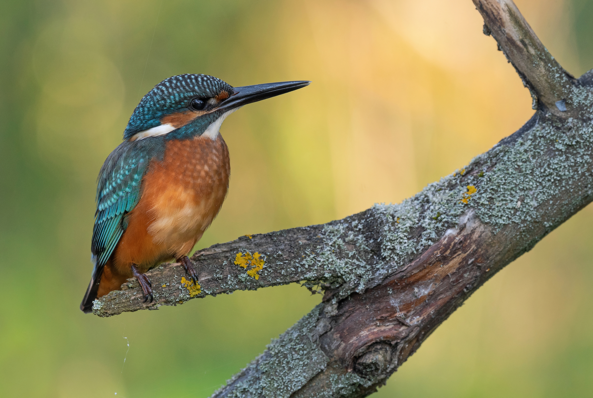 зимородок, птицы, весна, лето, фотоохота, Сигушин Руслан