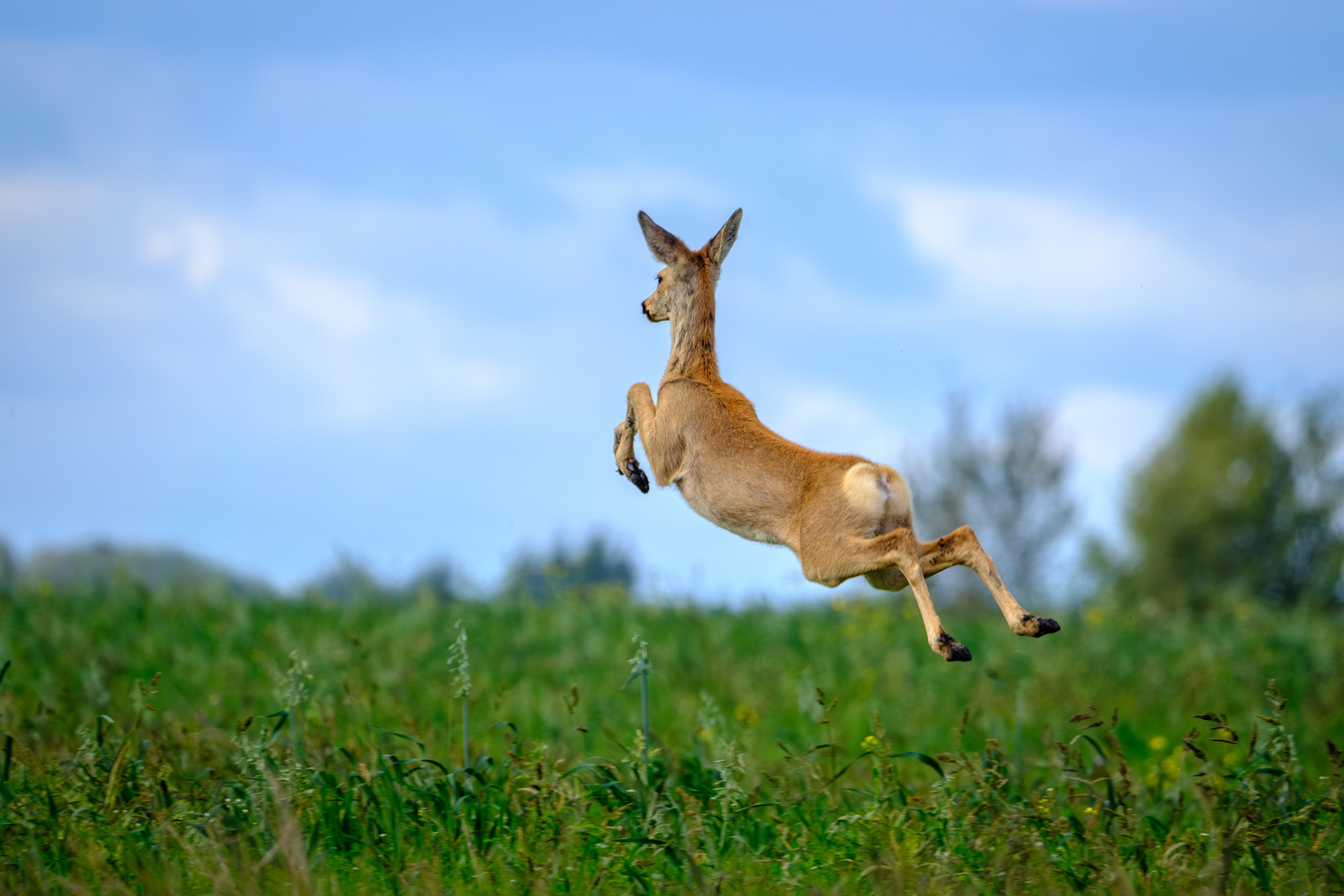 , Бодрягин Виталий