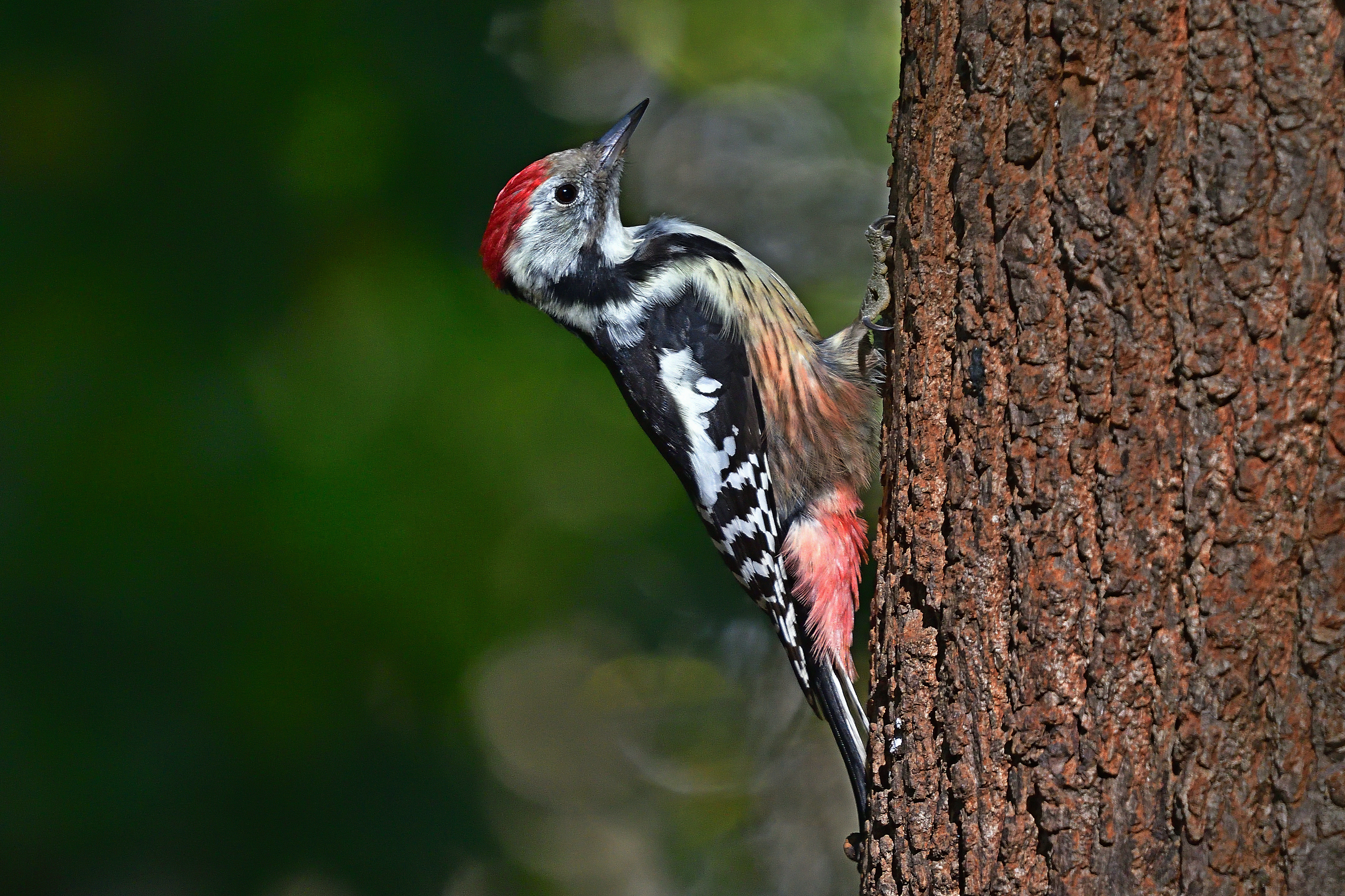 , Корнейчук Игорь