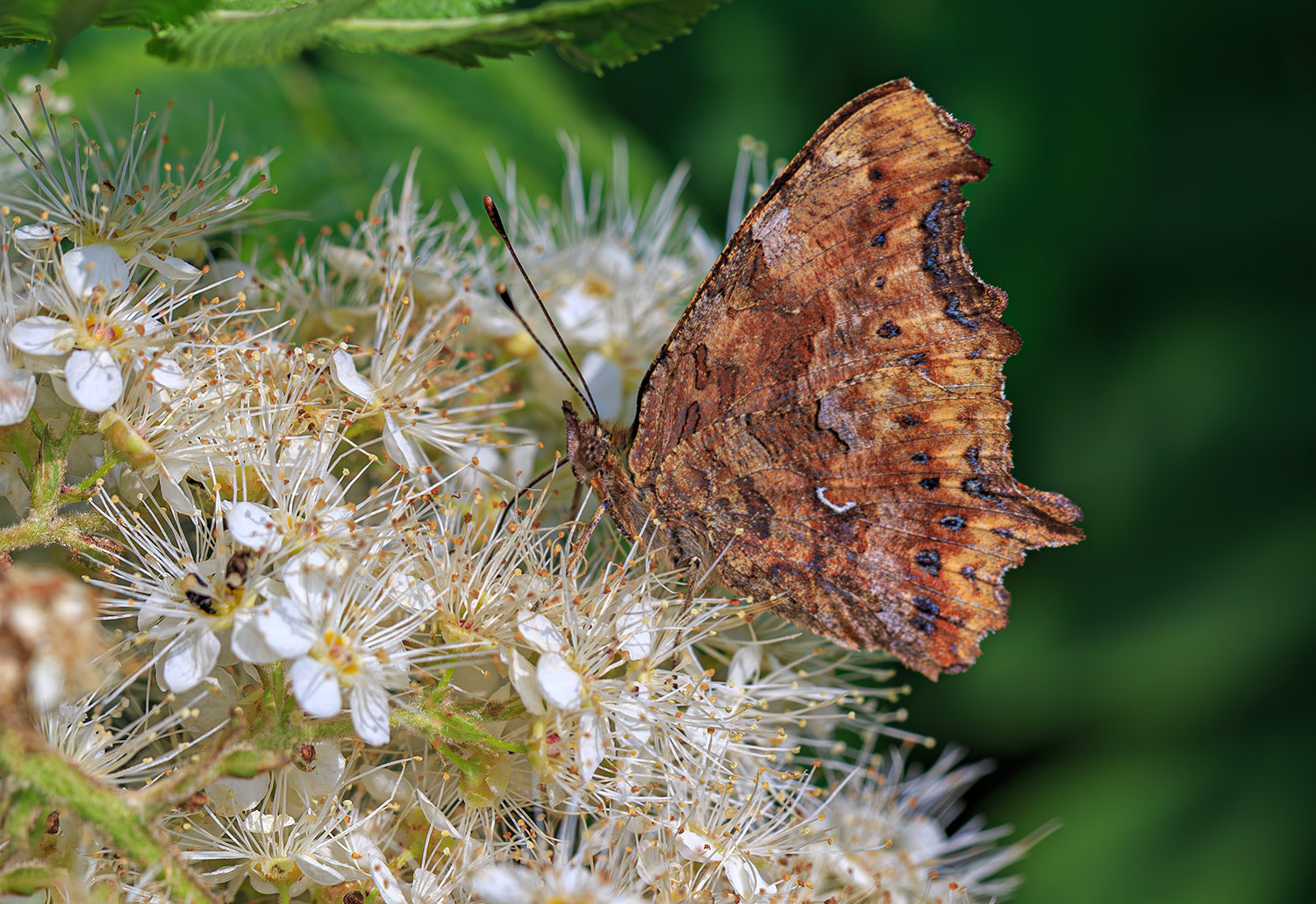 насекомые, бабочка, нимфалида, углокрыльница, лето, июль, Борис Новиков