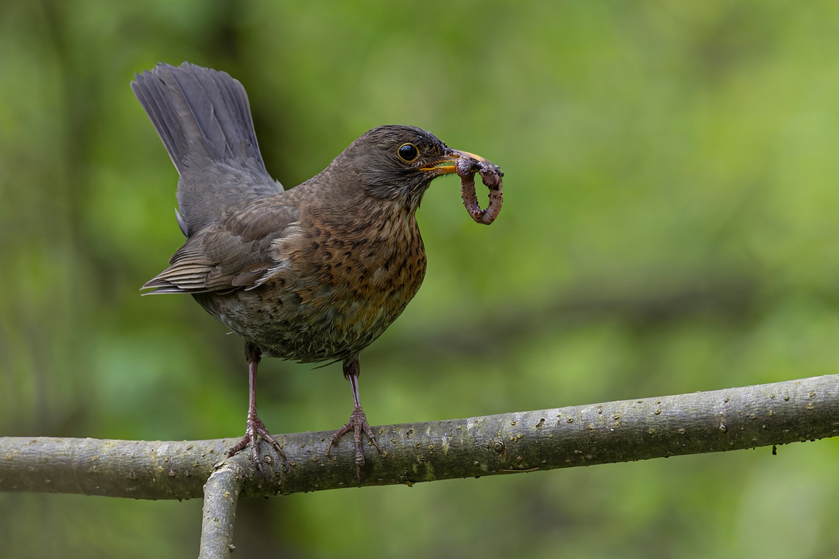 черный дрозд, дрозд, птицы, гнездо, Ruslan Pl