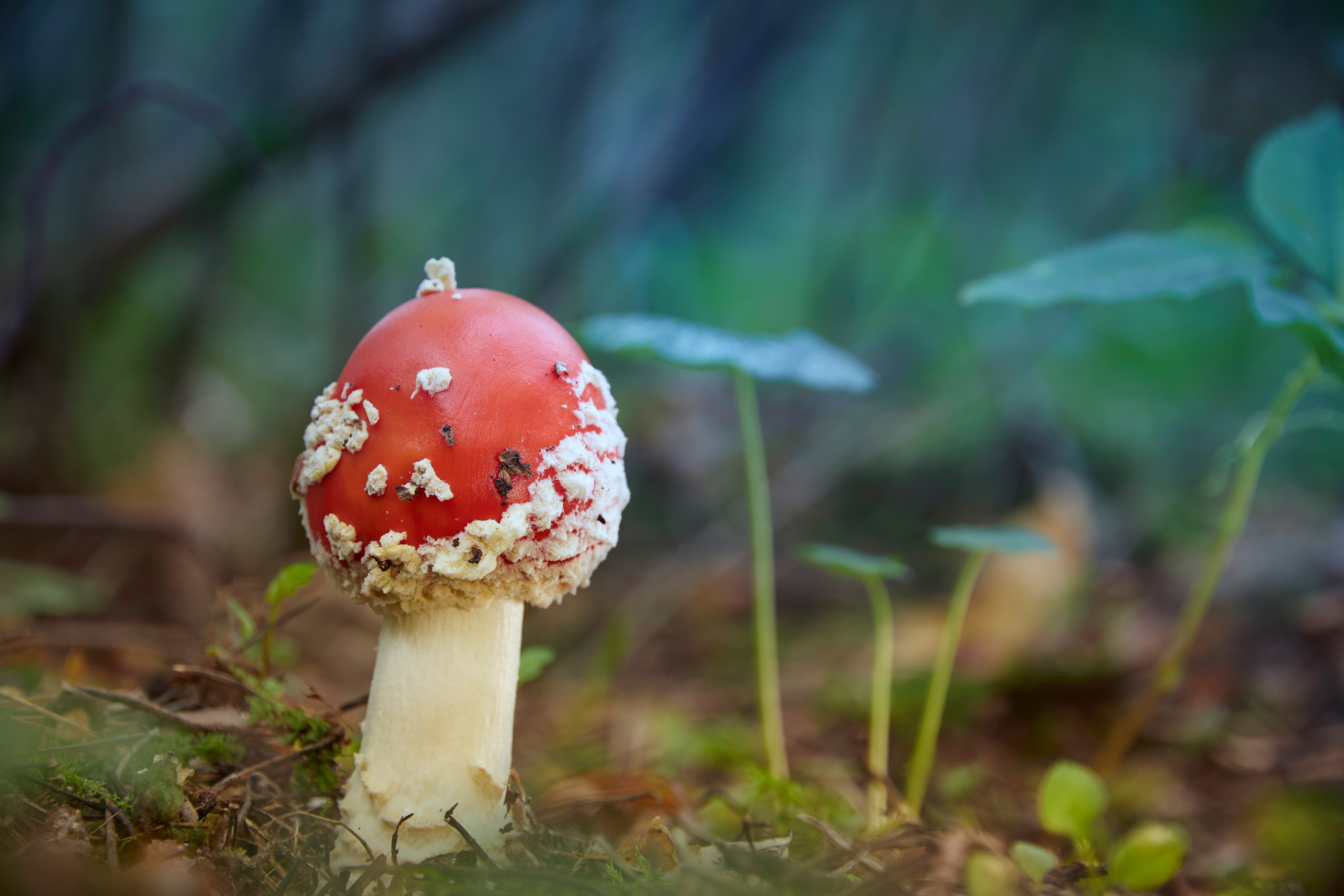 гриб, мухомор, Валерий Вождаев