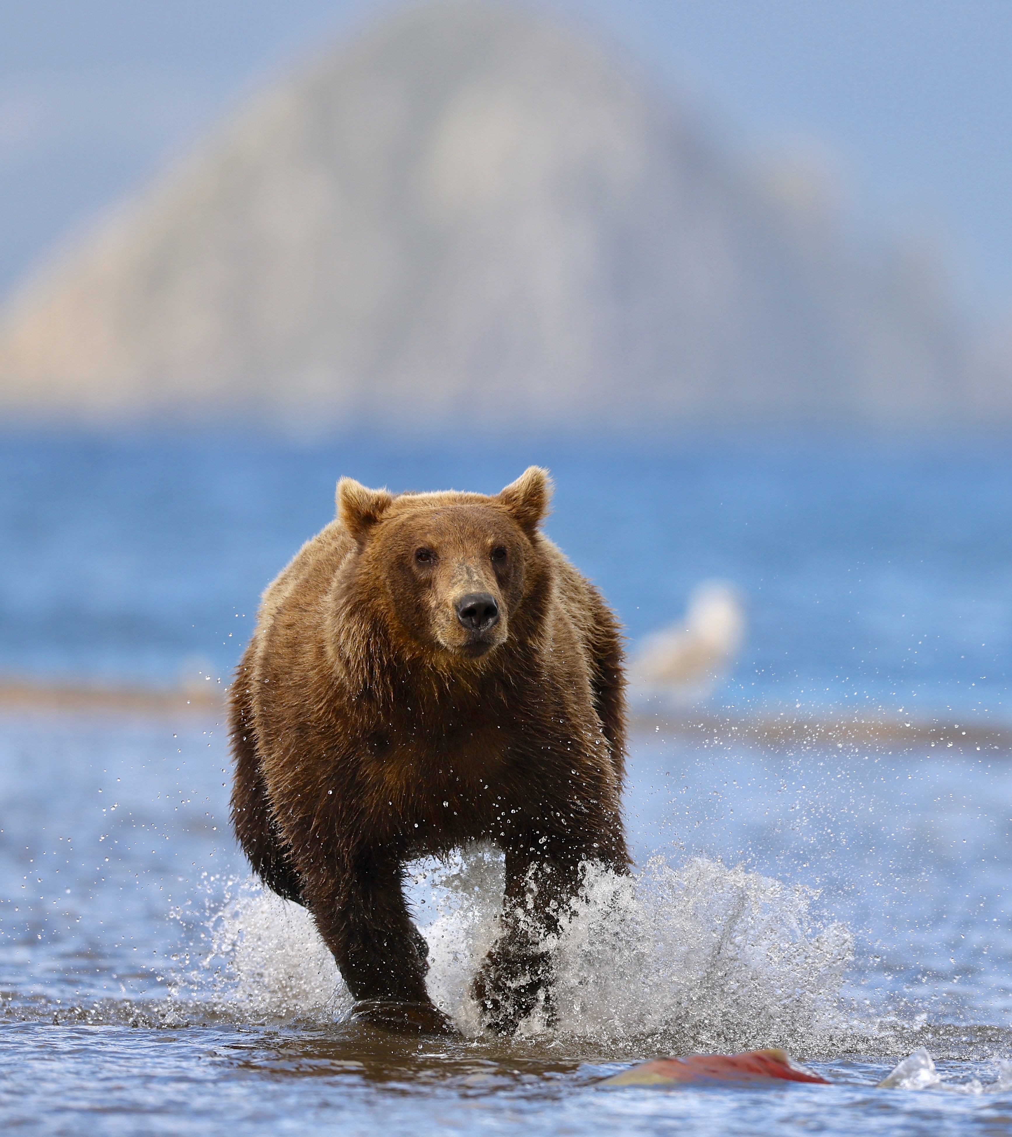 , Голубков Леонид