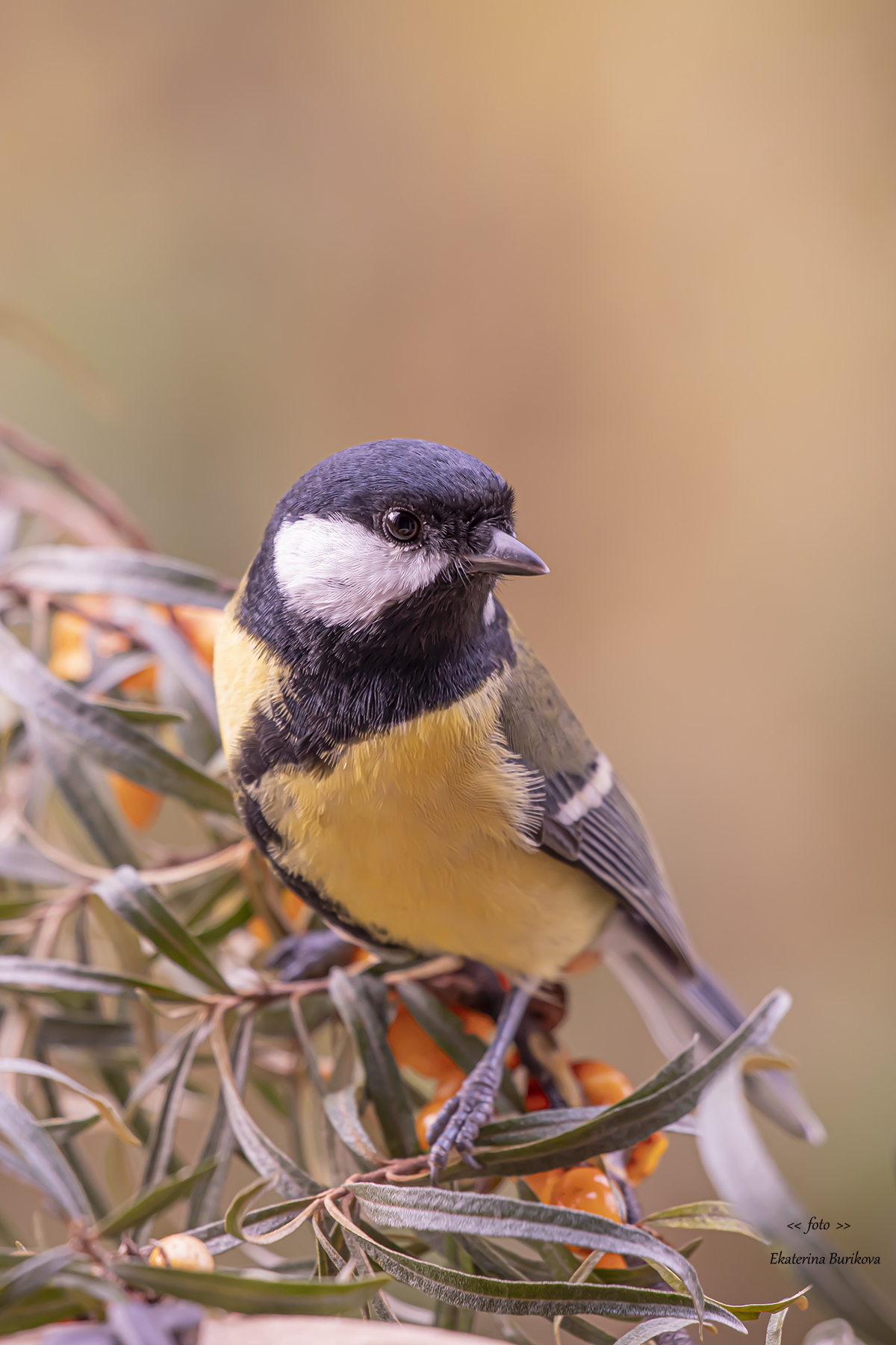 , Бурикова Екатерина