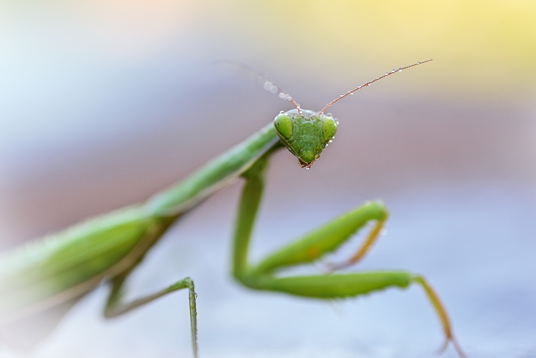 , Калёв Сергей