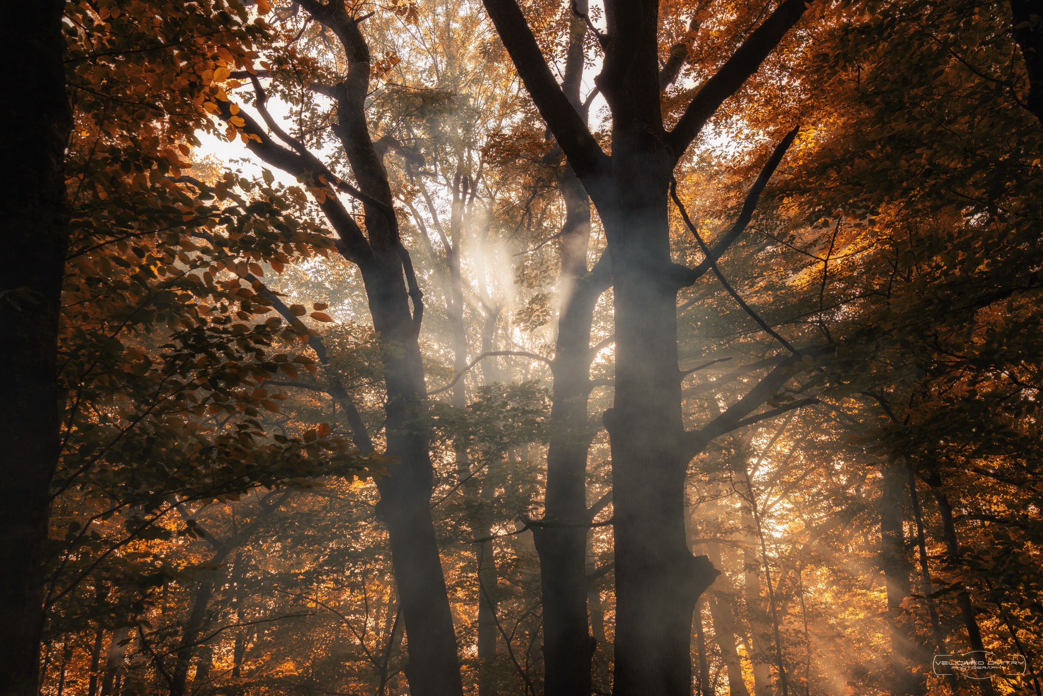 , Дмитрий Величко