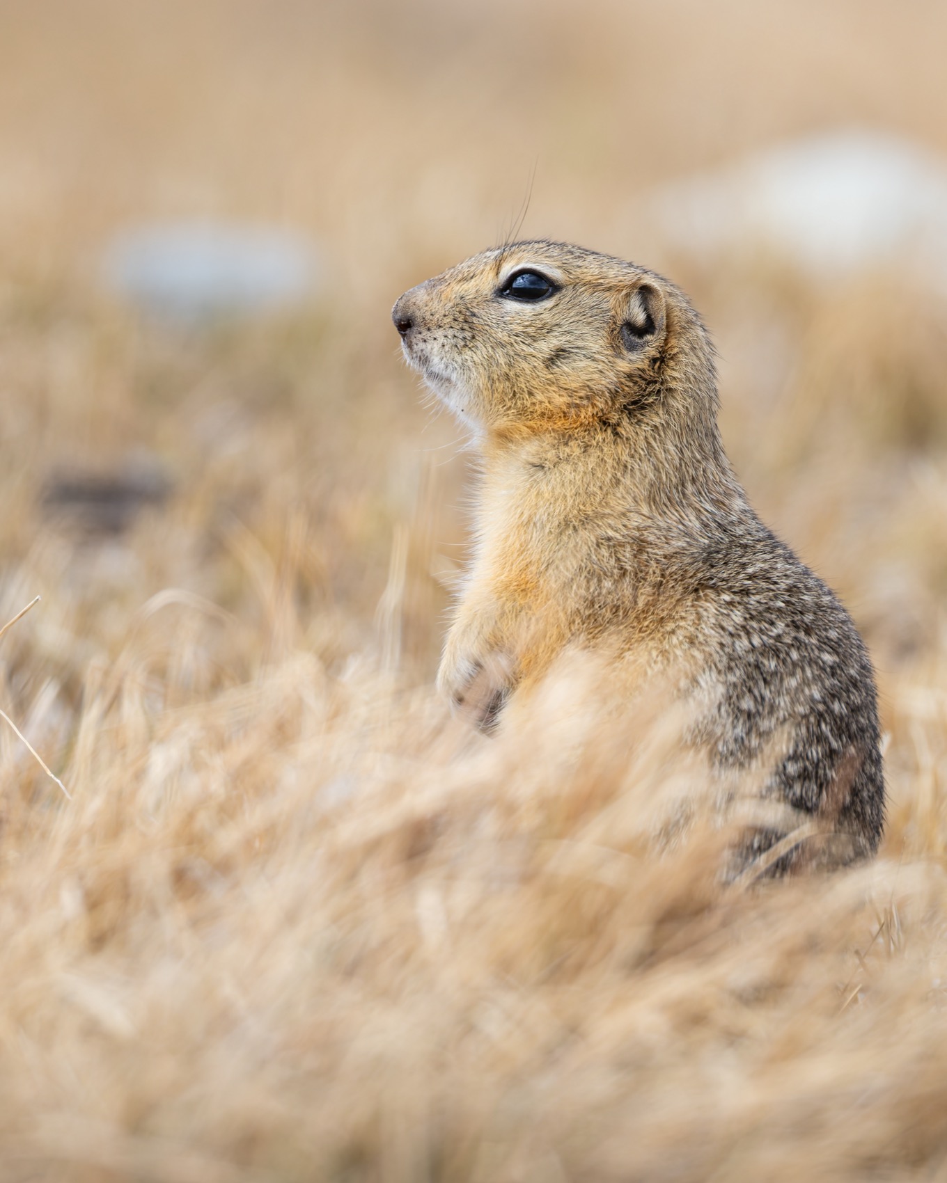 степь, суслик, алтай, длиннохвостый суслик, Ruslan Pl