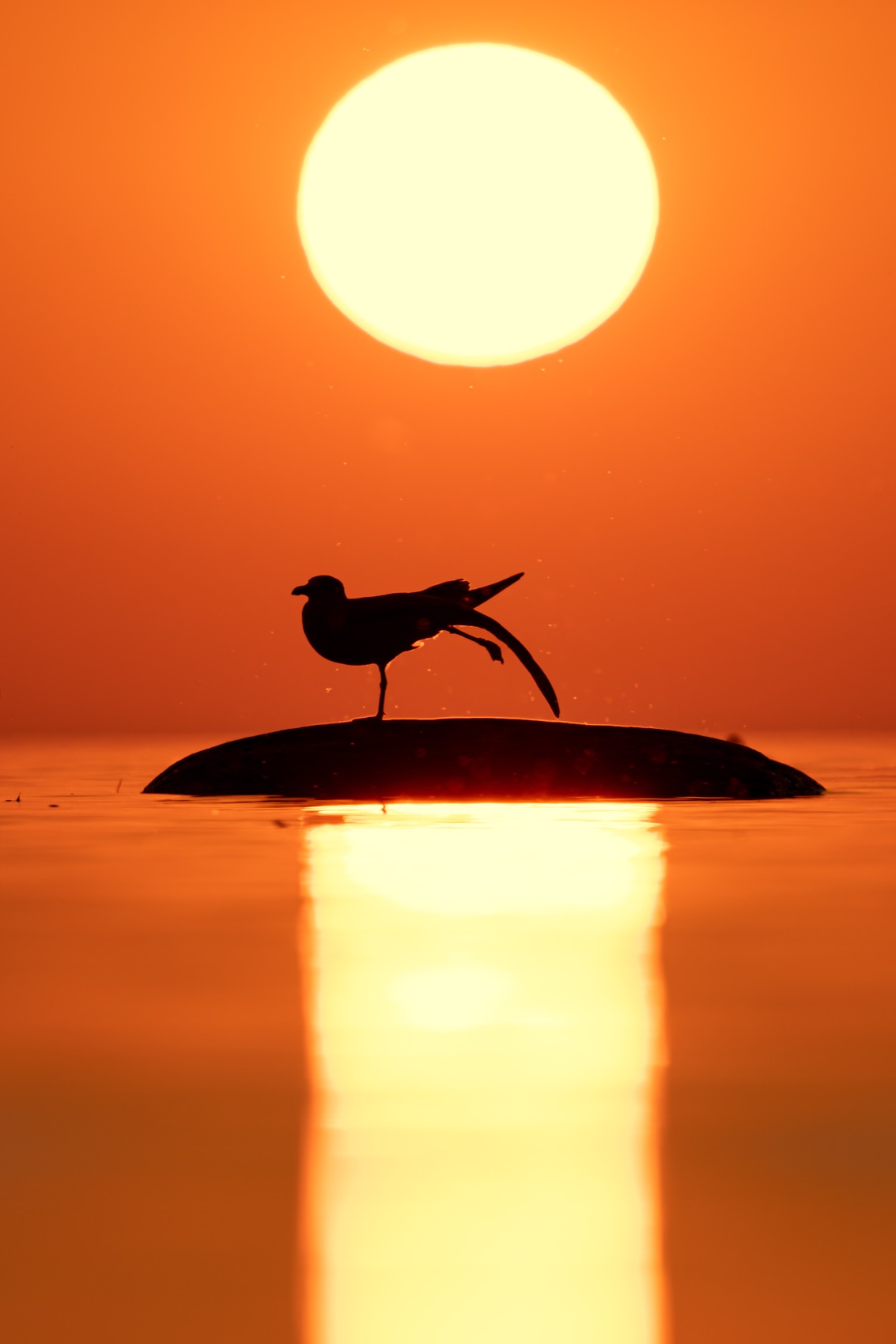 приветствие солнцу, сурья намаскар, закат, чайка, финский залив, Ruslan Pl