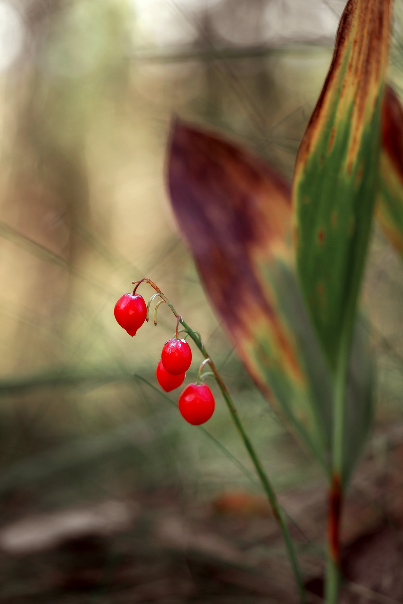 макро, ландыш, природа, растение, цветок, Завьялова Людмила
