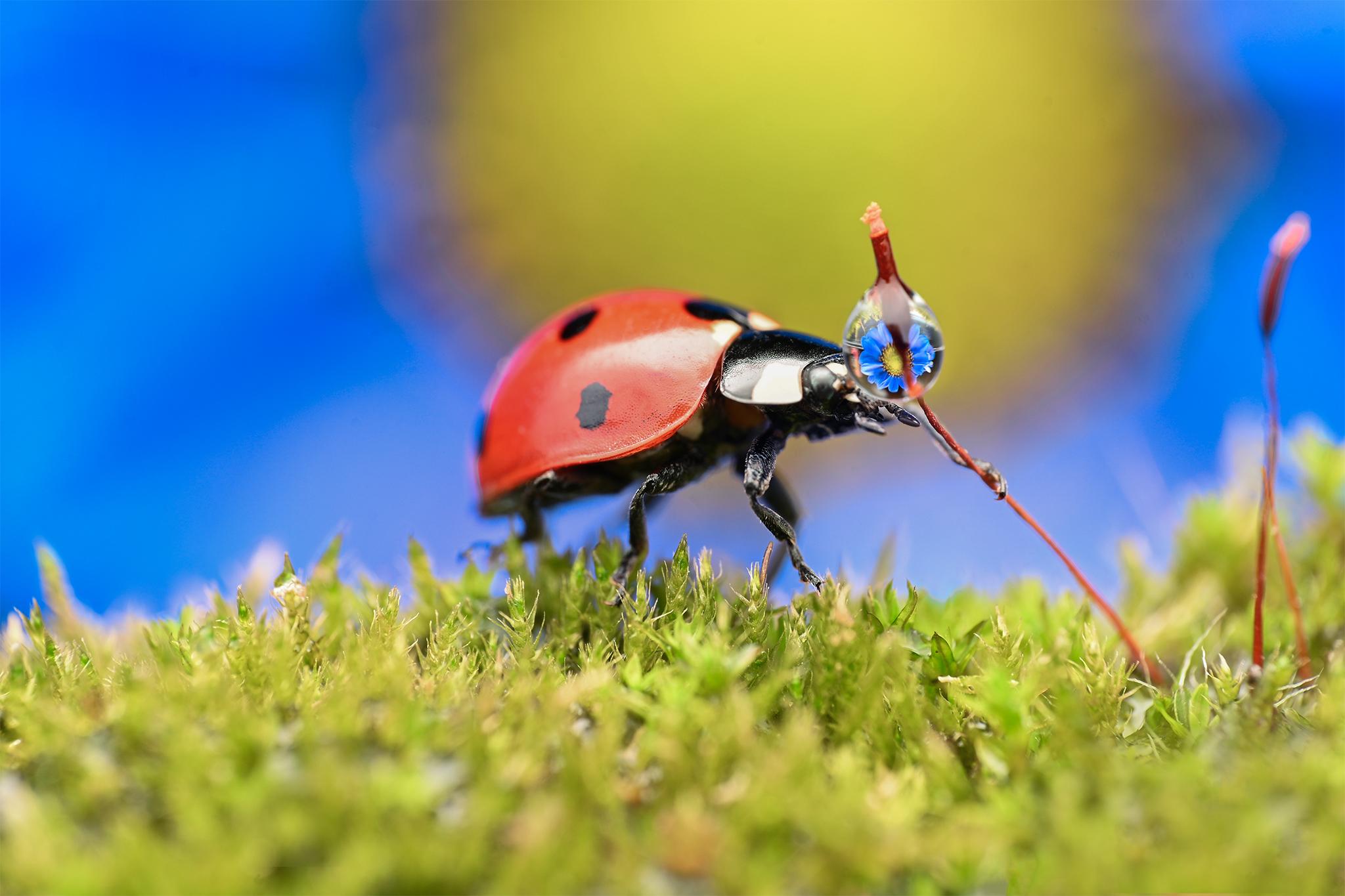 ceclii, macro, Tsvetan Ganev