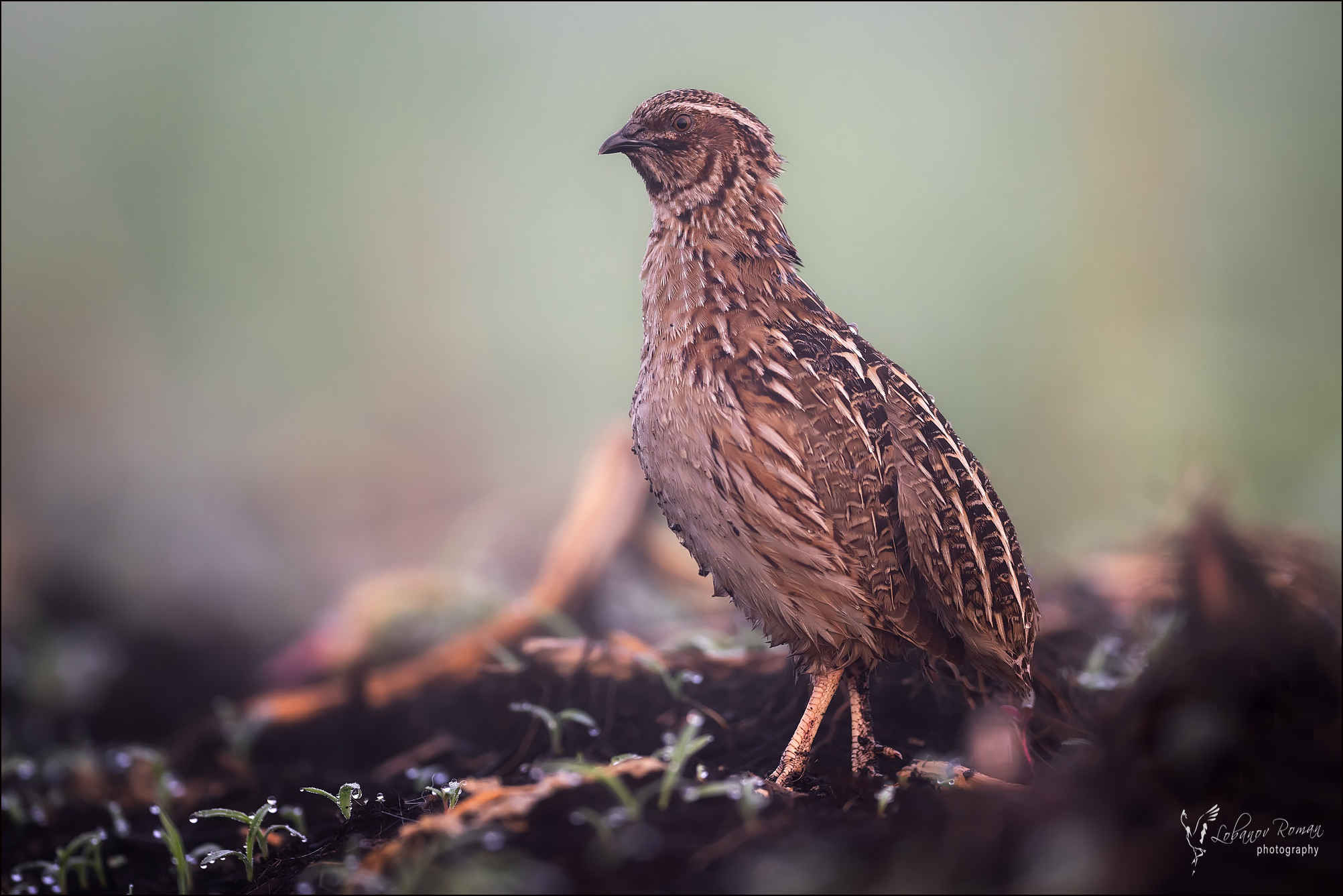 , Лобанов Роман